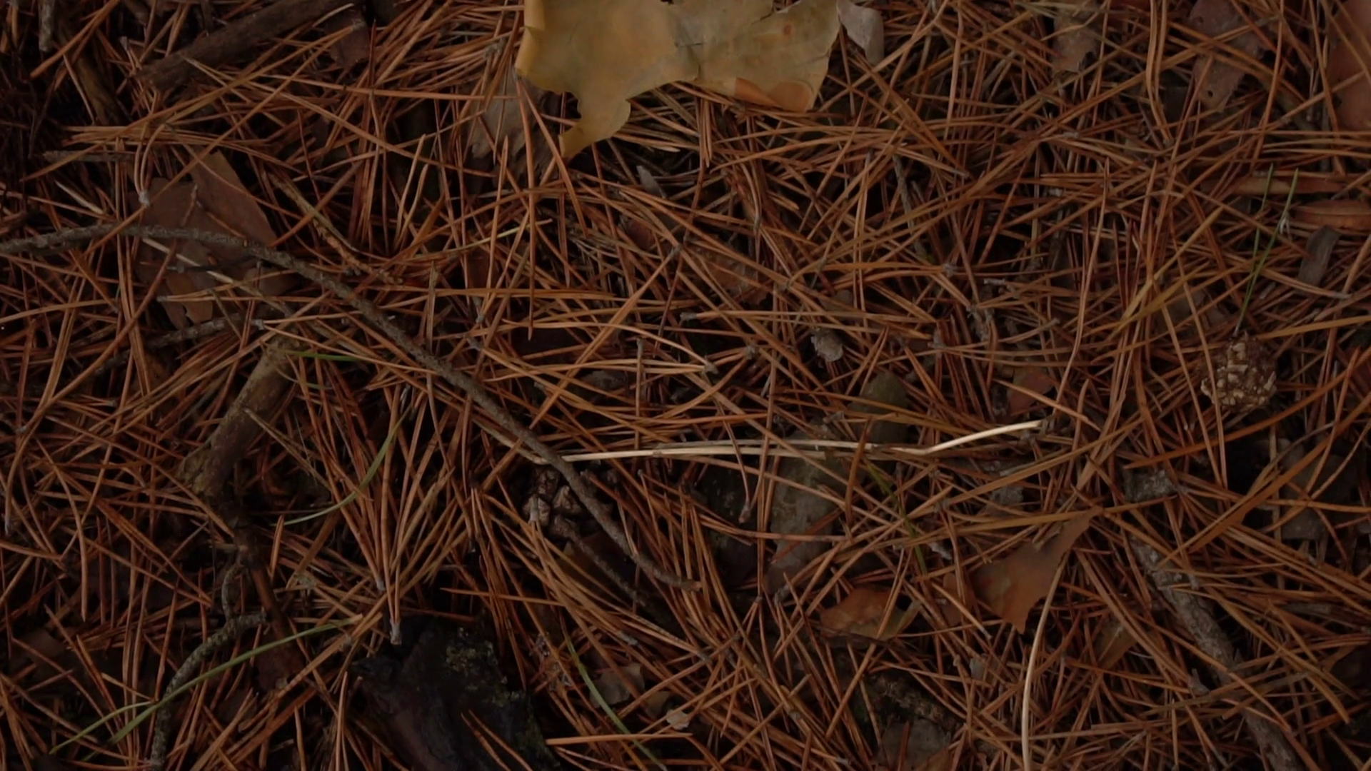 Fallen dry pine needles. background Stock Video Footage - Videoblocks