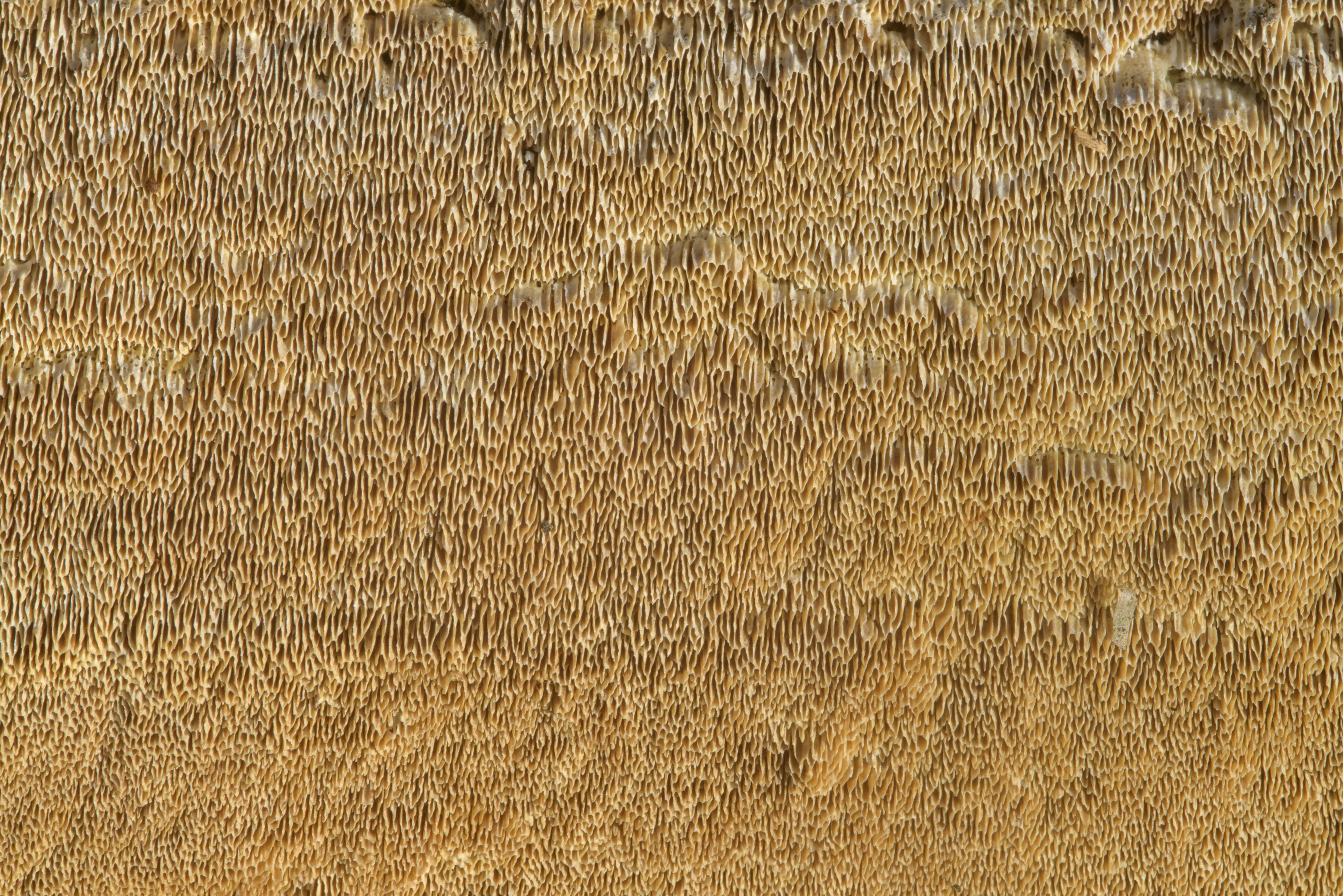 Photo 2012-06: Texture of corticioid mushroom Amyloporia sinuosa ...