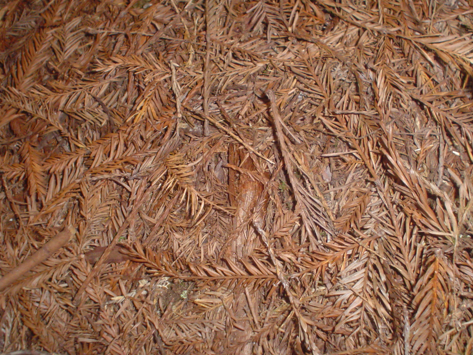 Pine needles-texture by Lill-stock on DeviantArt