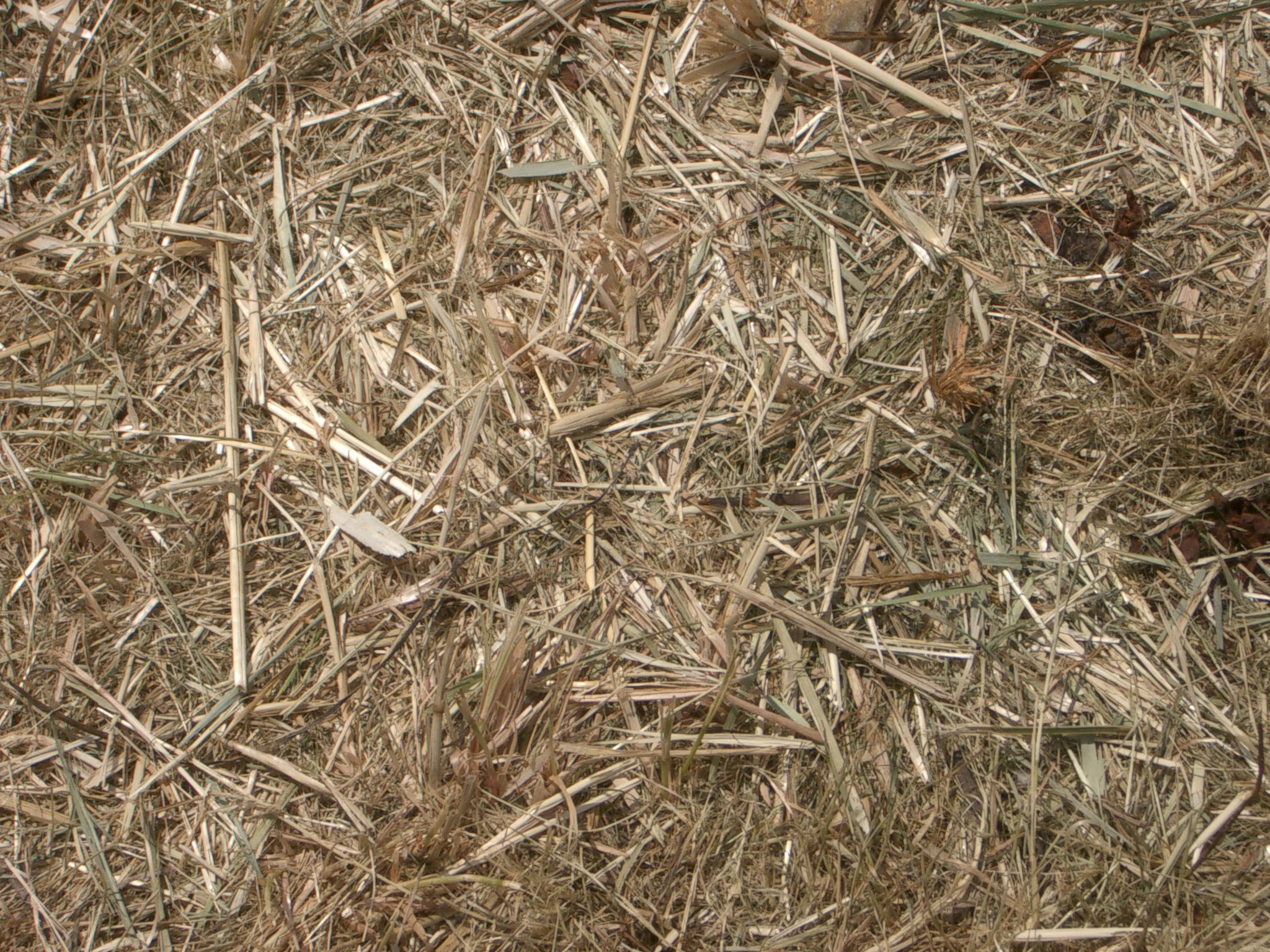 Dry Grass Texture by slobo777-stock on DeviantArt