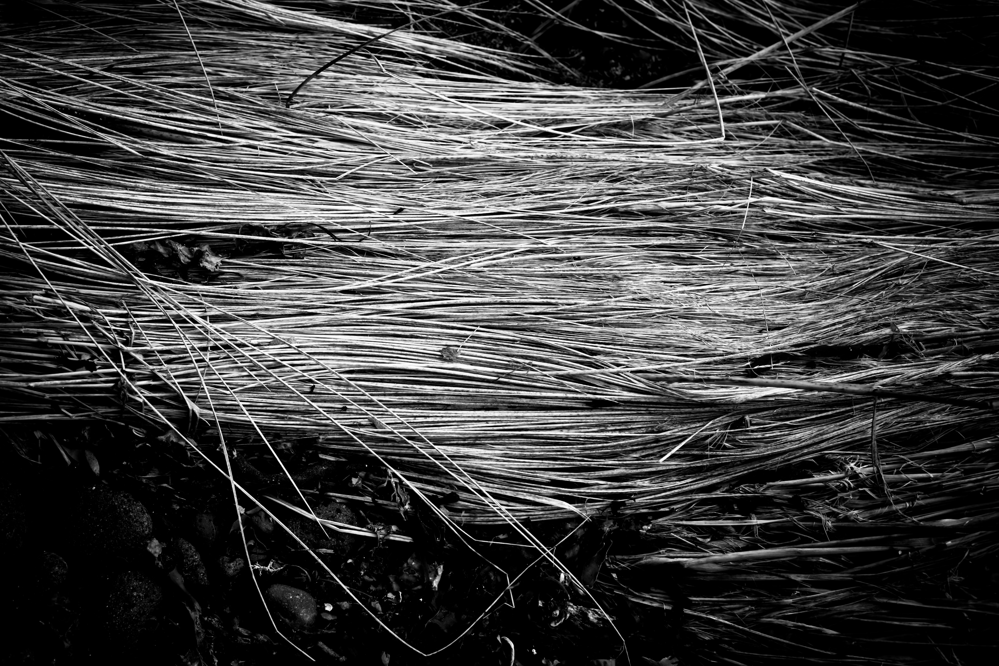 Fallen Straws Texture, Abstract, Black, Fallen, Freetexturefrida, HQ Photo