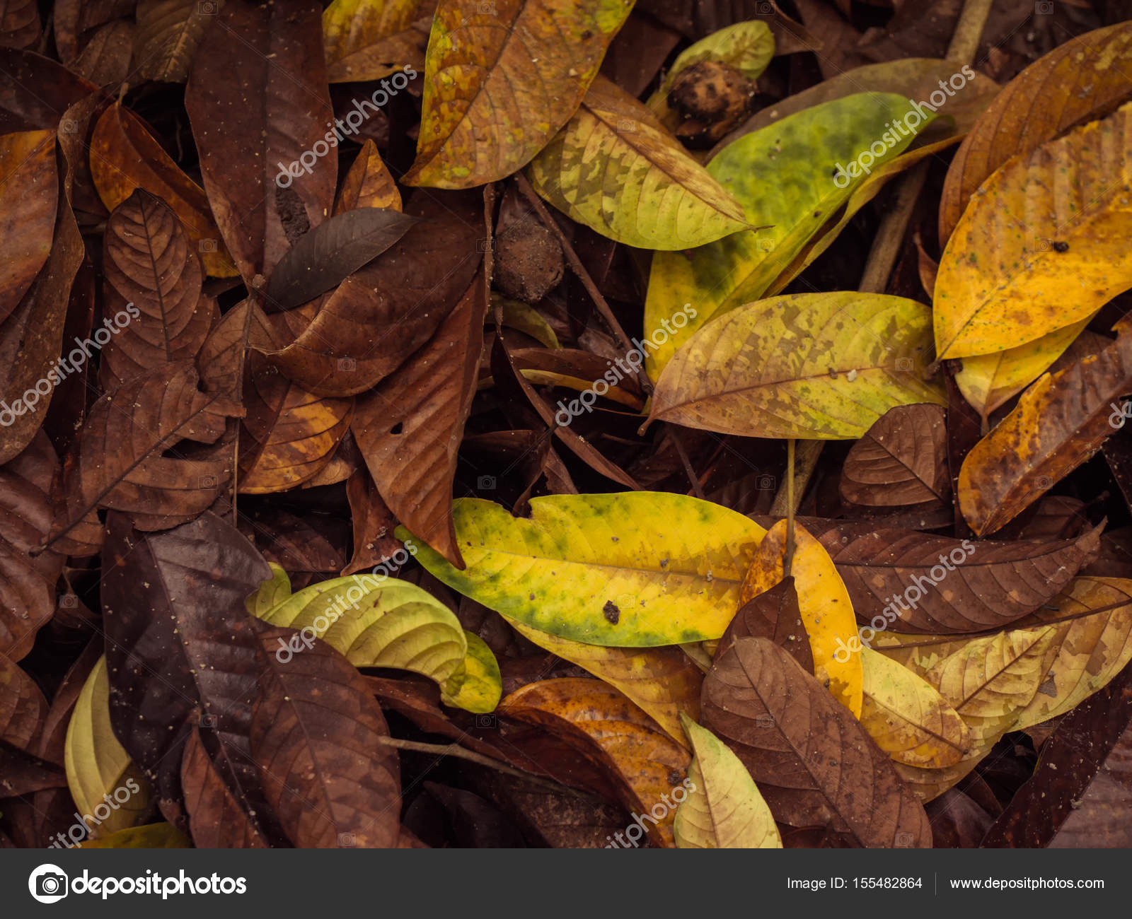 Fallen tropical leaves on the ground. Texture and background ...