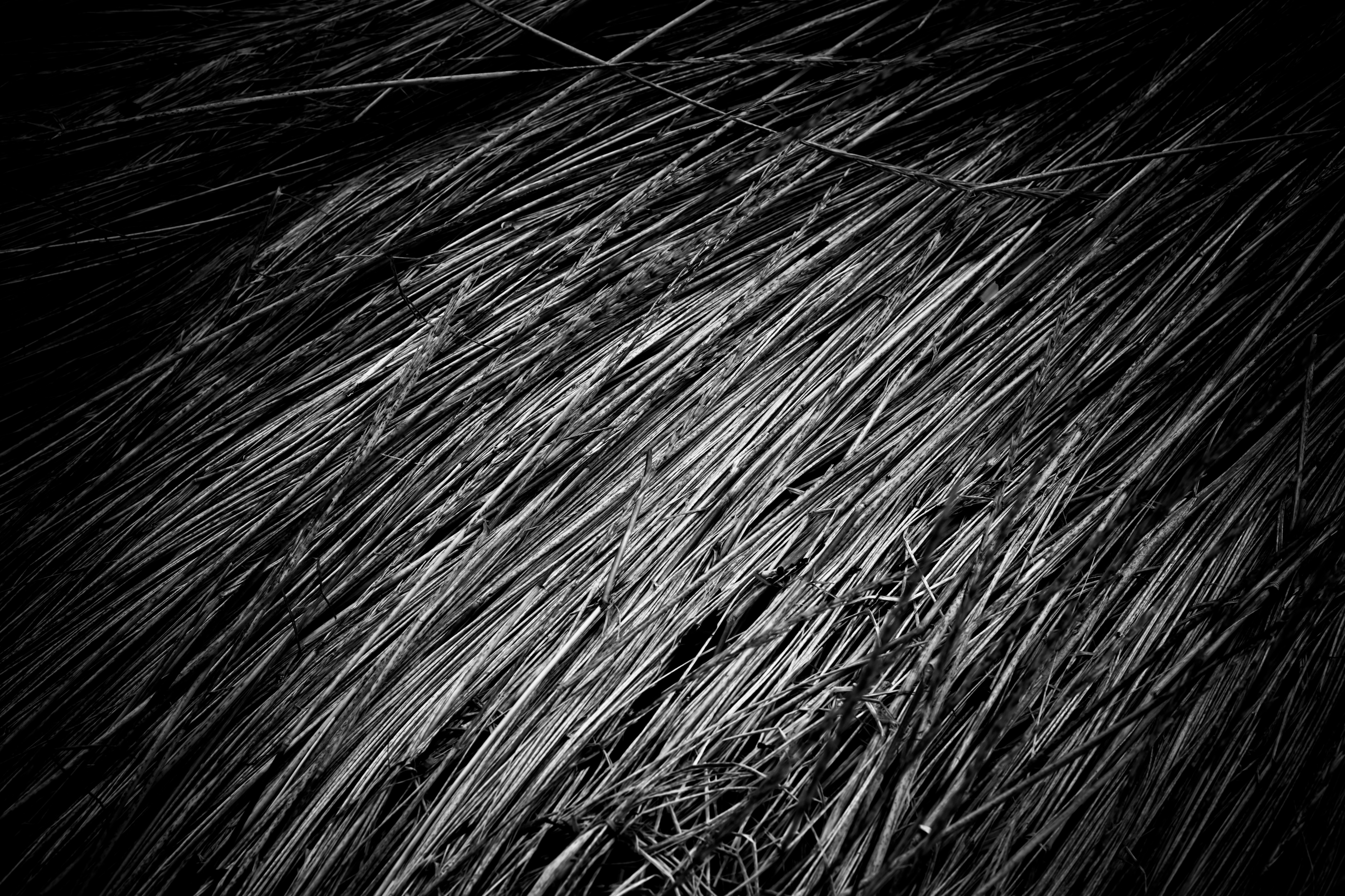Fallen Straws Texture, Abstract, Black, Fallen, Freetexturefrida, HQ Photo
