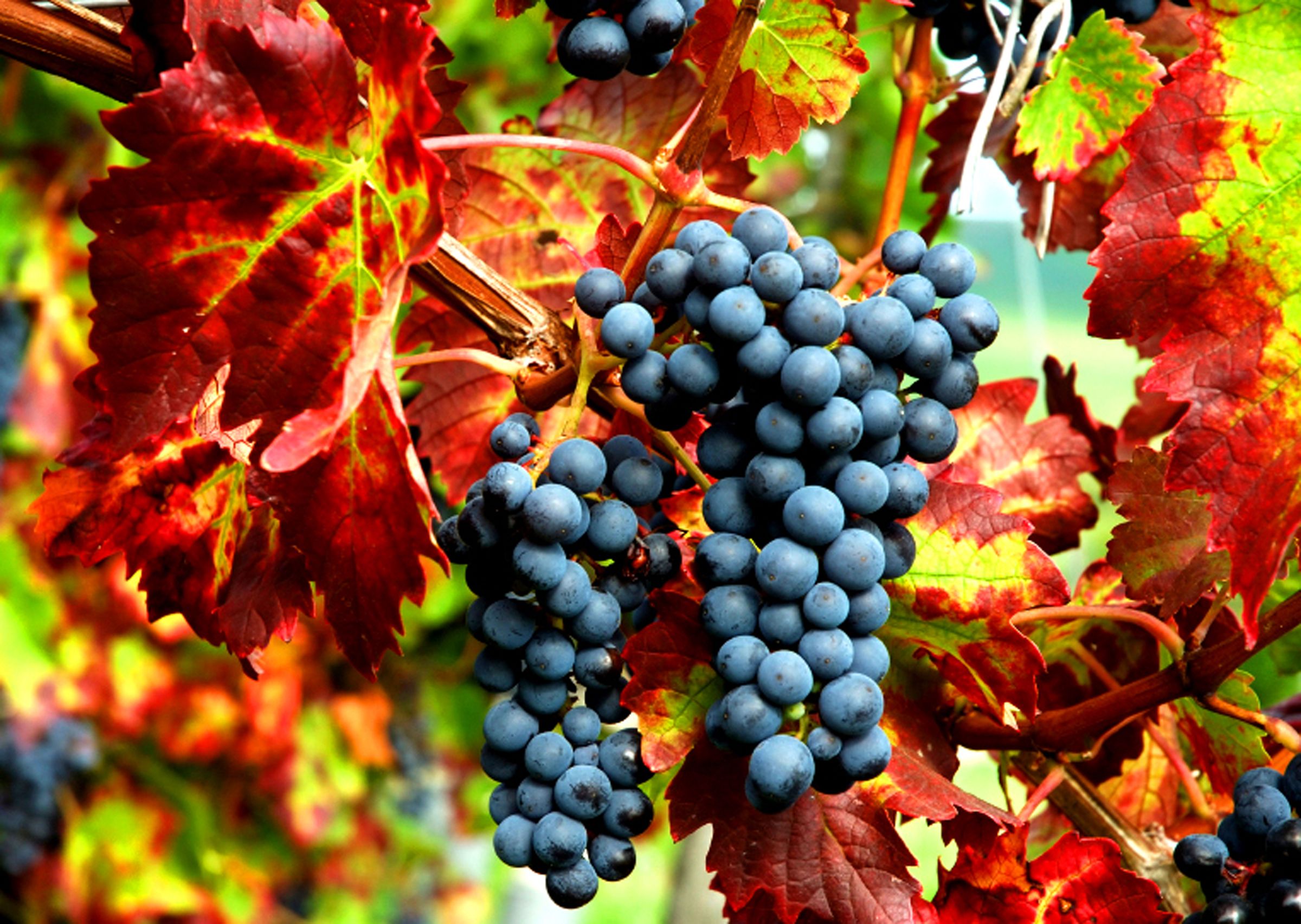 Fall Grape Harvest Wine | Autumn | Pinterest