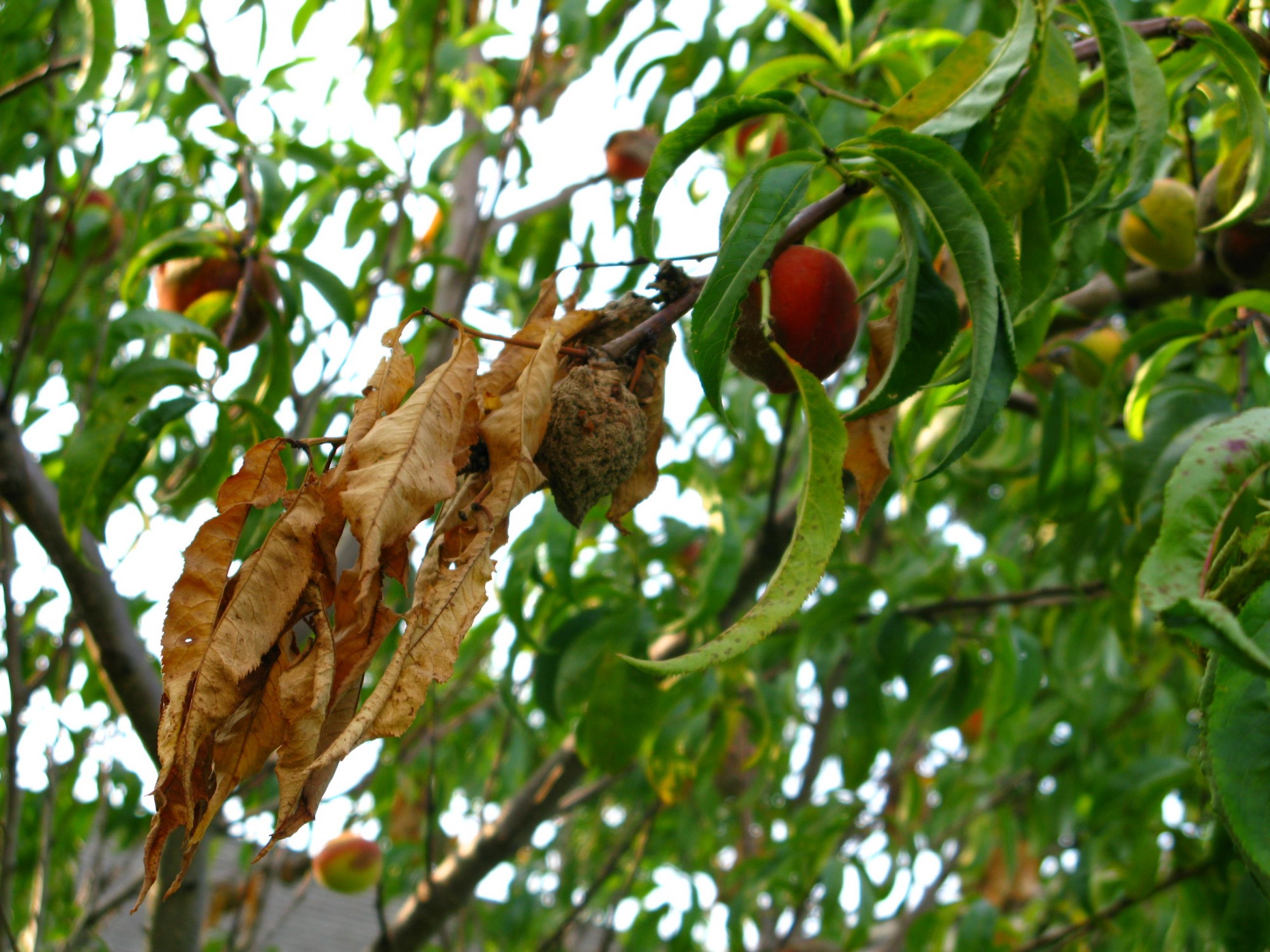 Brown Rot | Purdue University Facts for Fancy Fruit