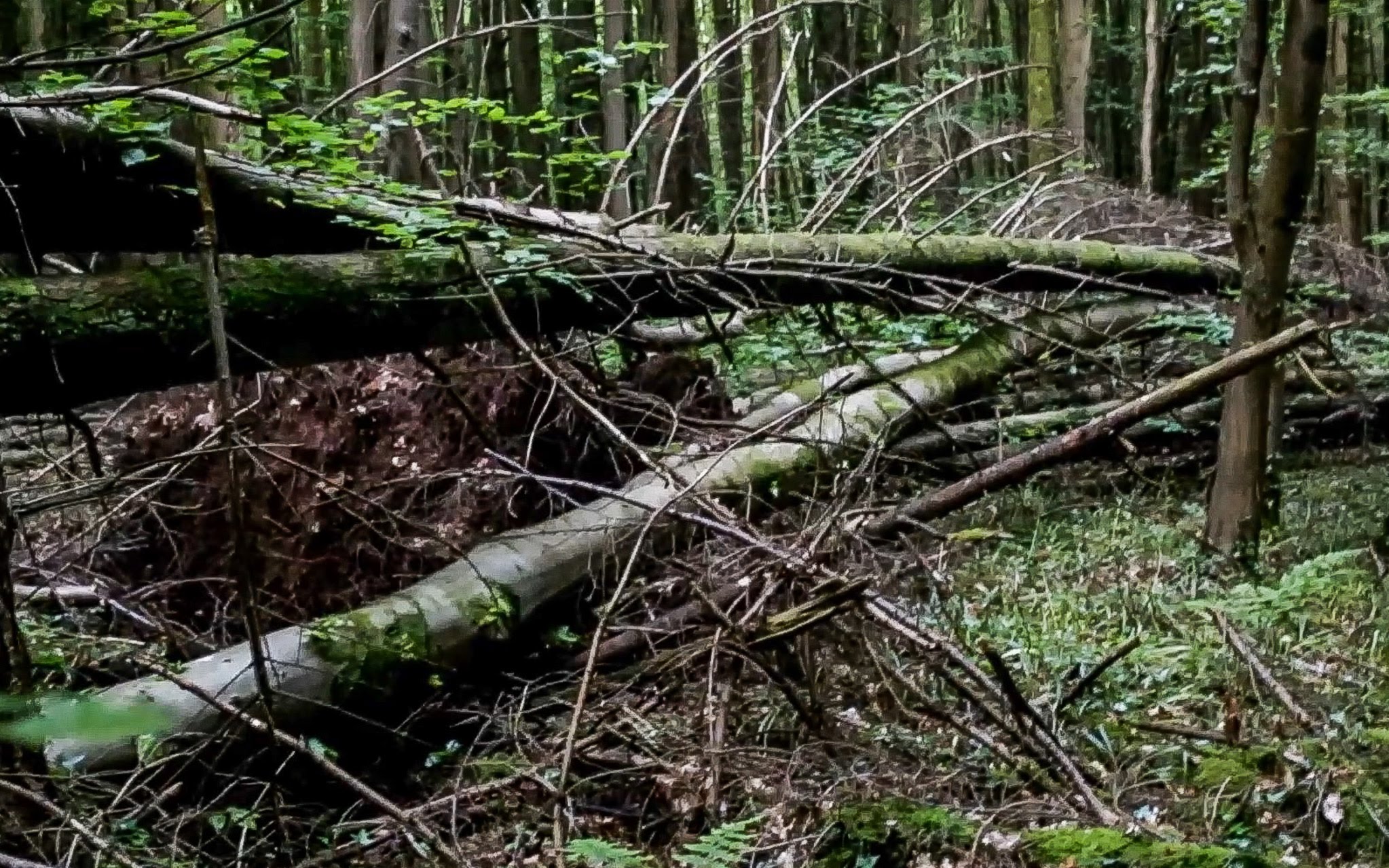 7 Fallen trees - PUSHED over to create blind. - YouTube