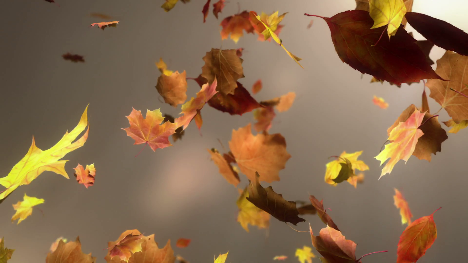 Falling Leaf Loopable Background. igh quality animated background of ...