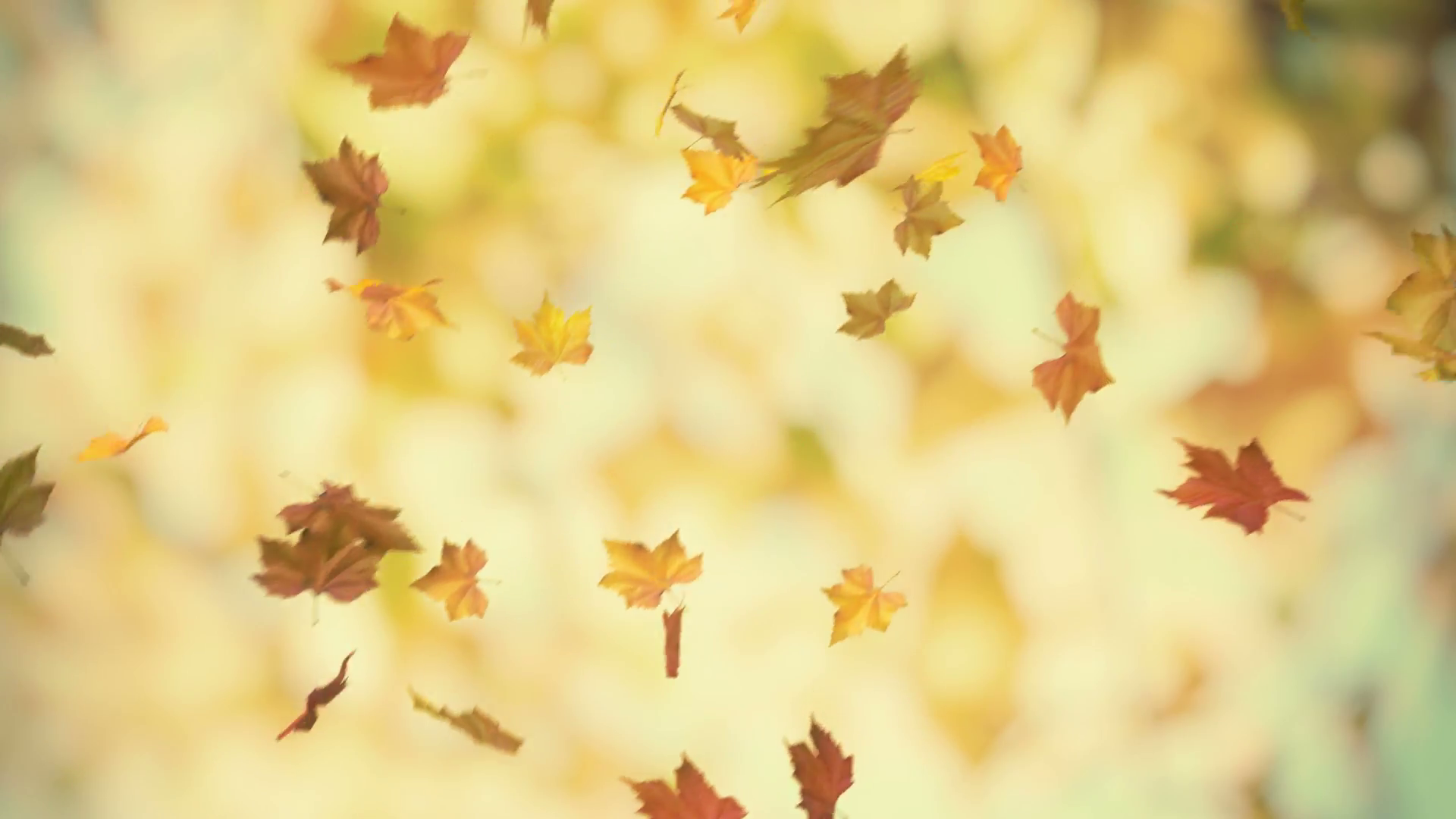 Autumn falling leaves - loopable background Motion Background ...