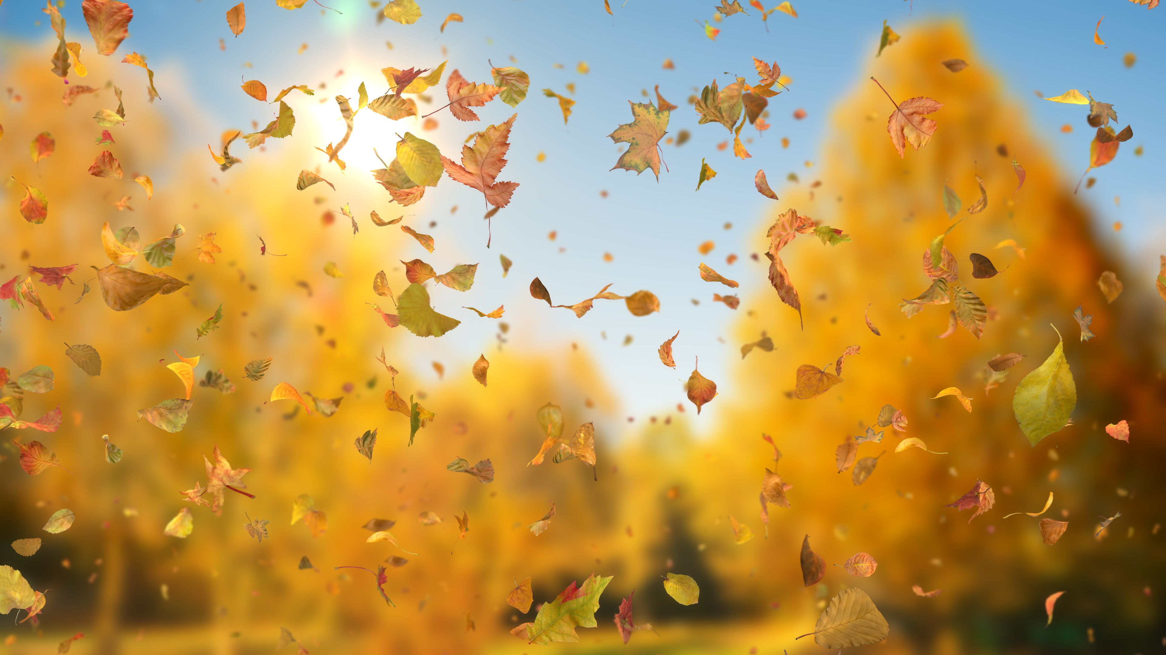Autumn Fall Leaves Sideways | downloops – Creative Motion Backgrounds