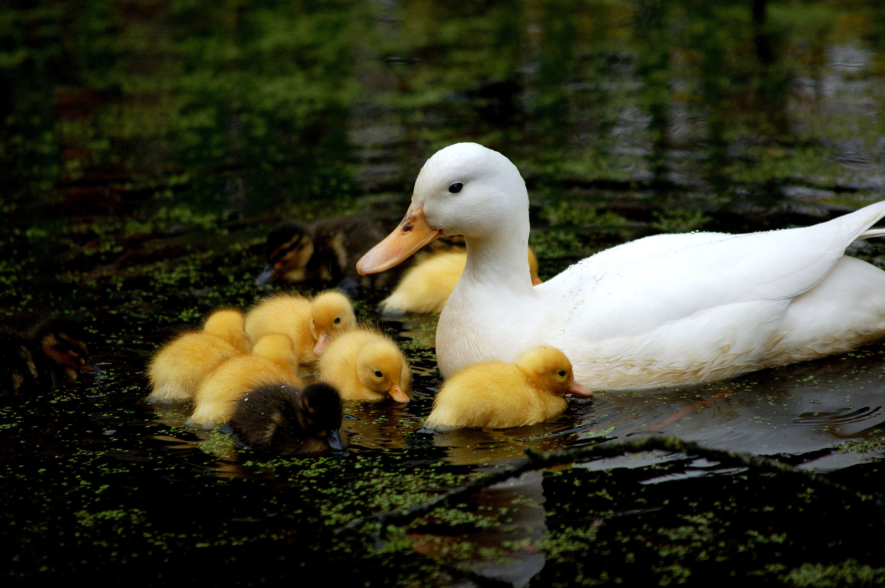 family of ducks were swimming 32463 - Animal