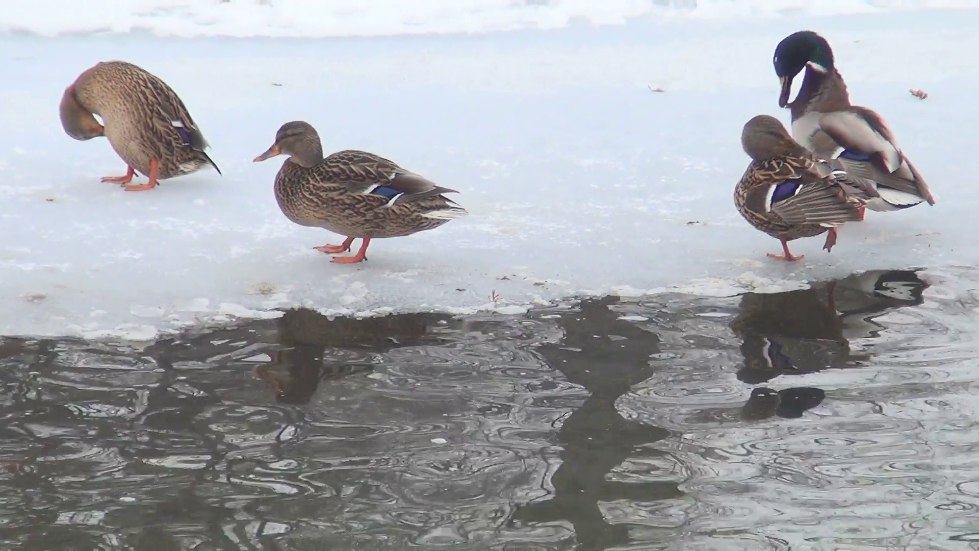 Family of Ducks on a Frozen Pond, Ducklings Swimming on a Lake in ...
