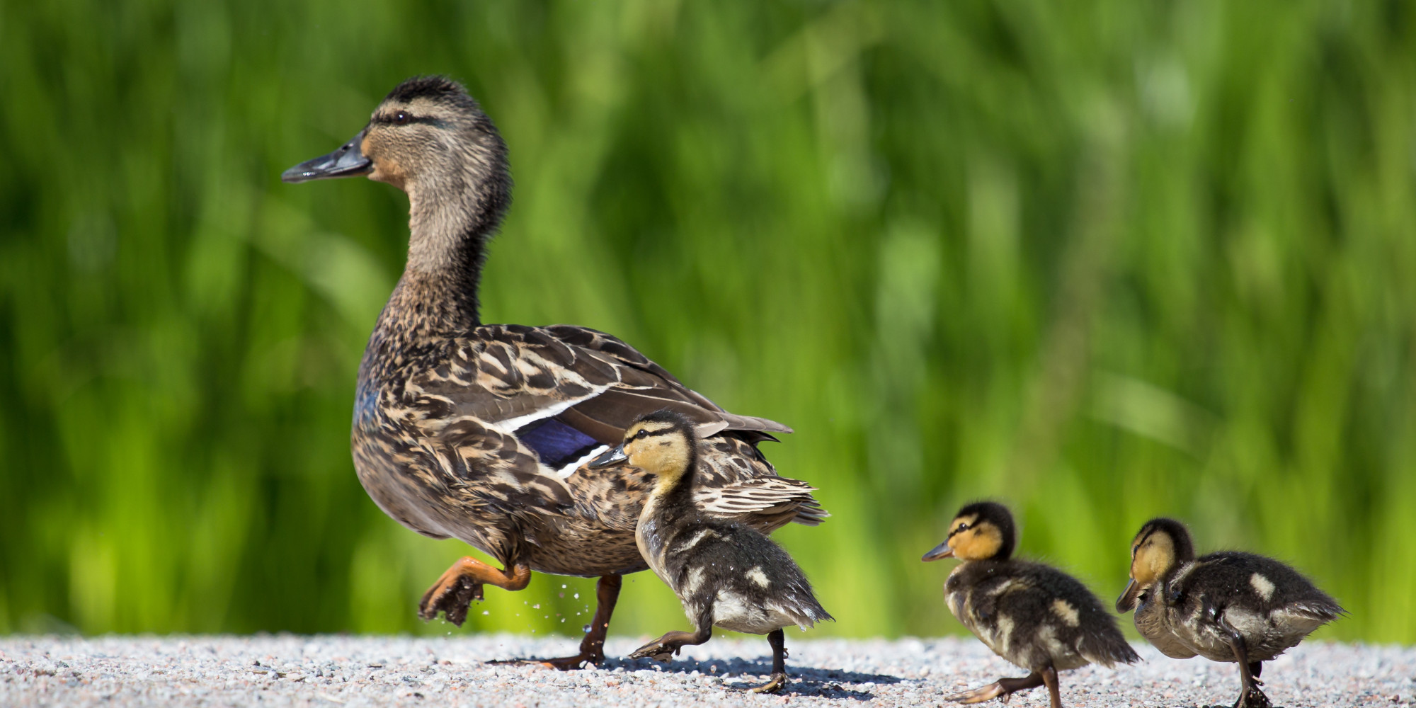 New Hampshire Lawmaker Apologizes After Hitting Ducks With His BMW ...