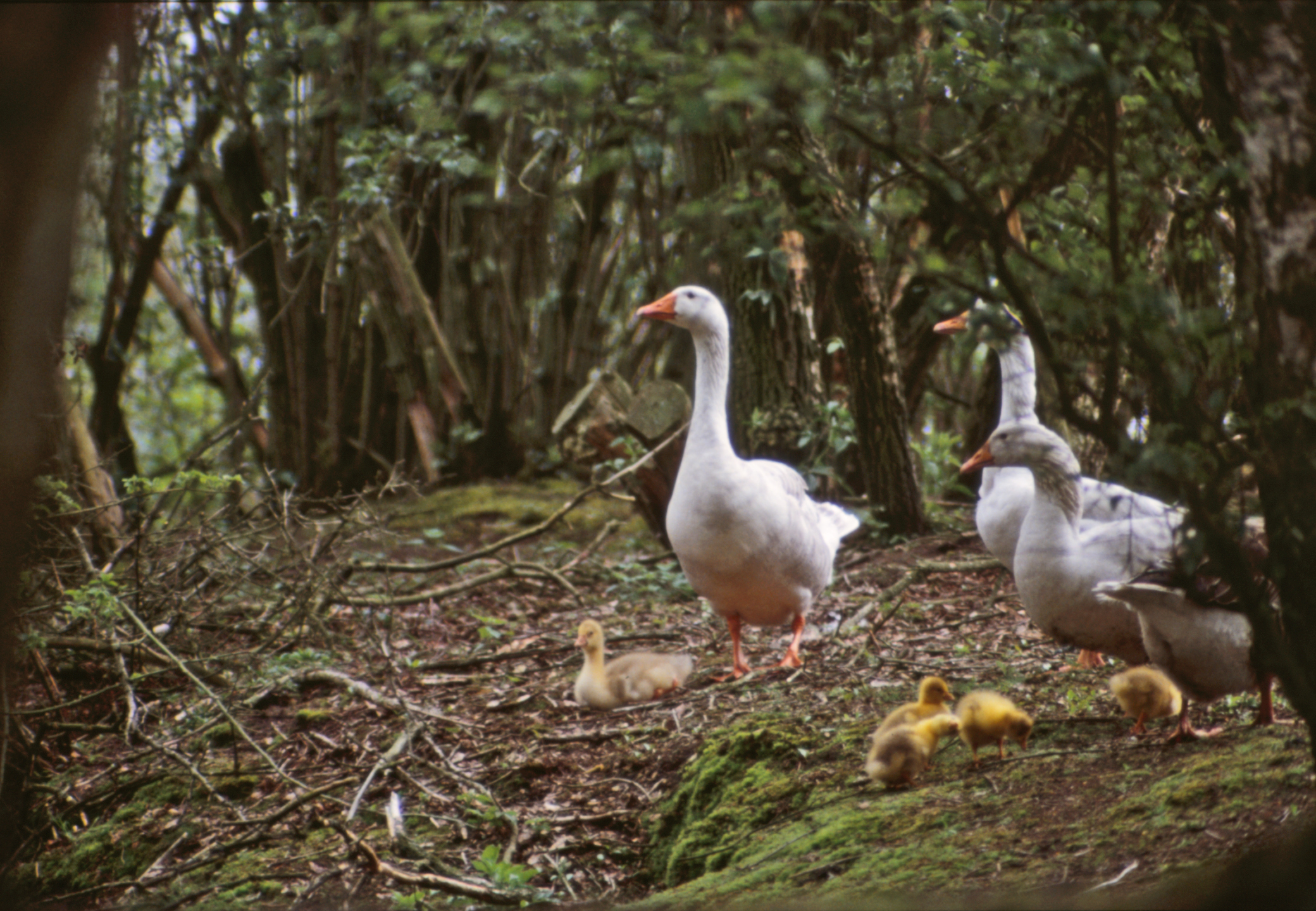 Family of ducks photo