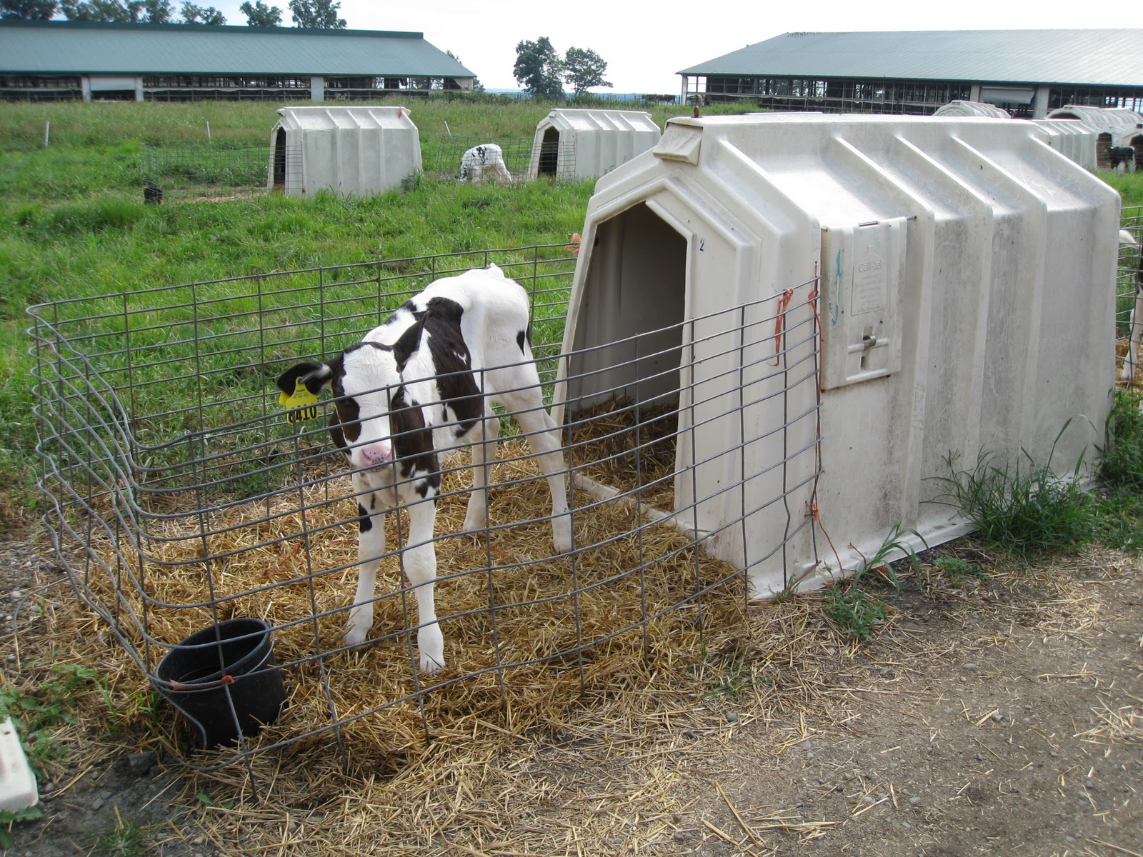 Growing Up on Our Farm – Calf to Heifer to Milk Cow – Farmer Bloggers