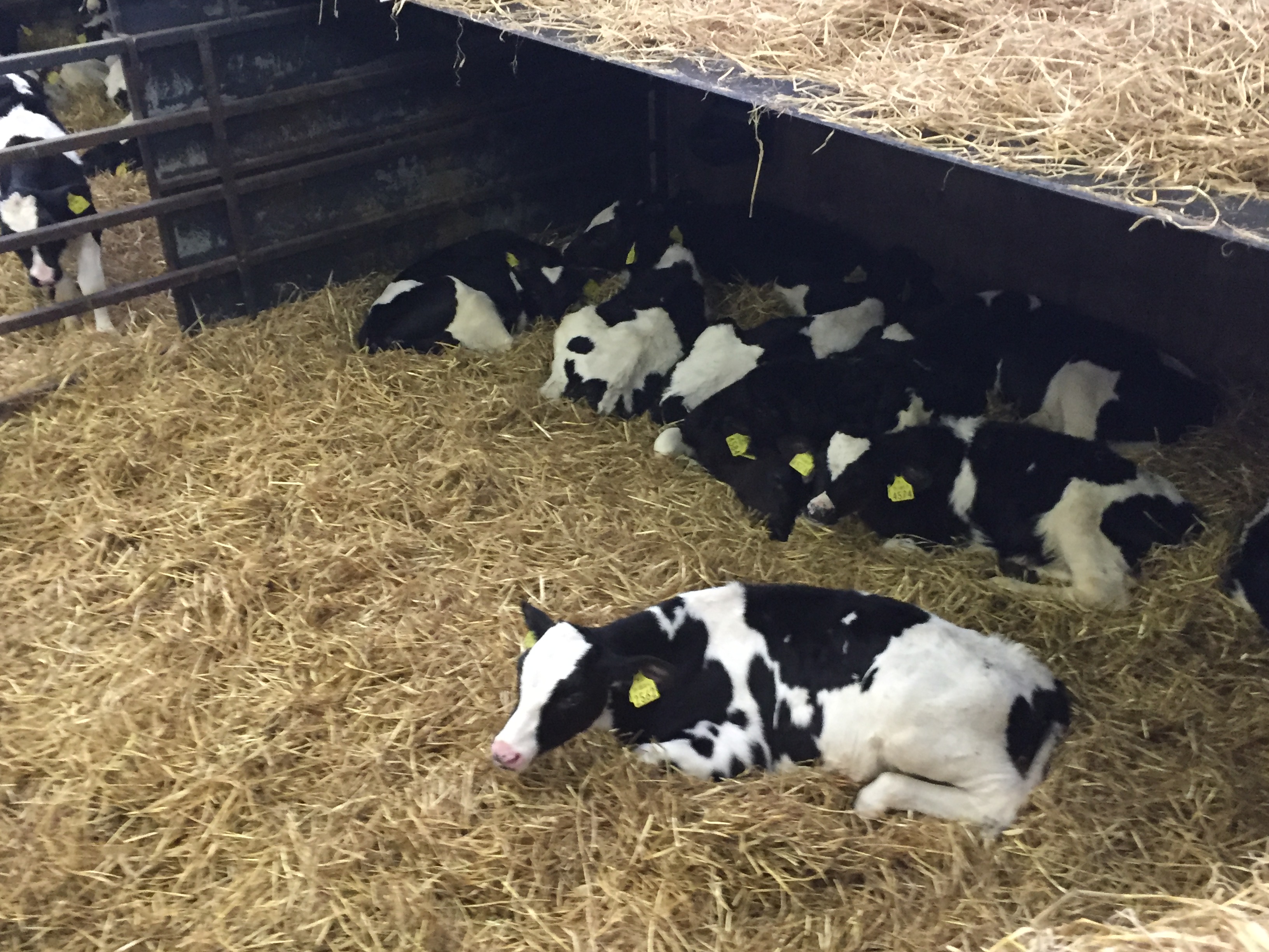 Pics: Behind the scenes on one of Ireland's largest calf farms ...