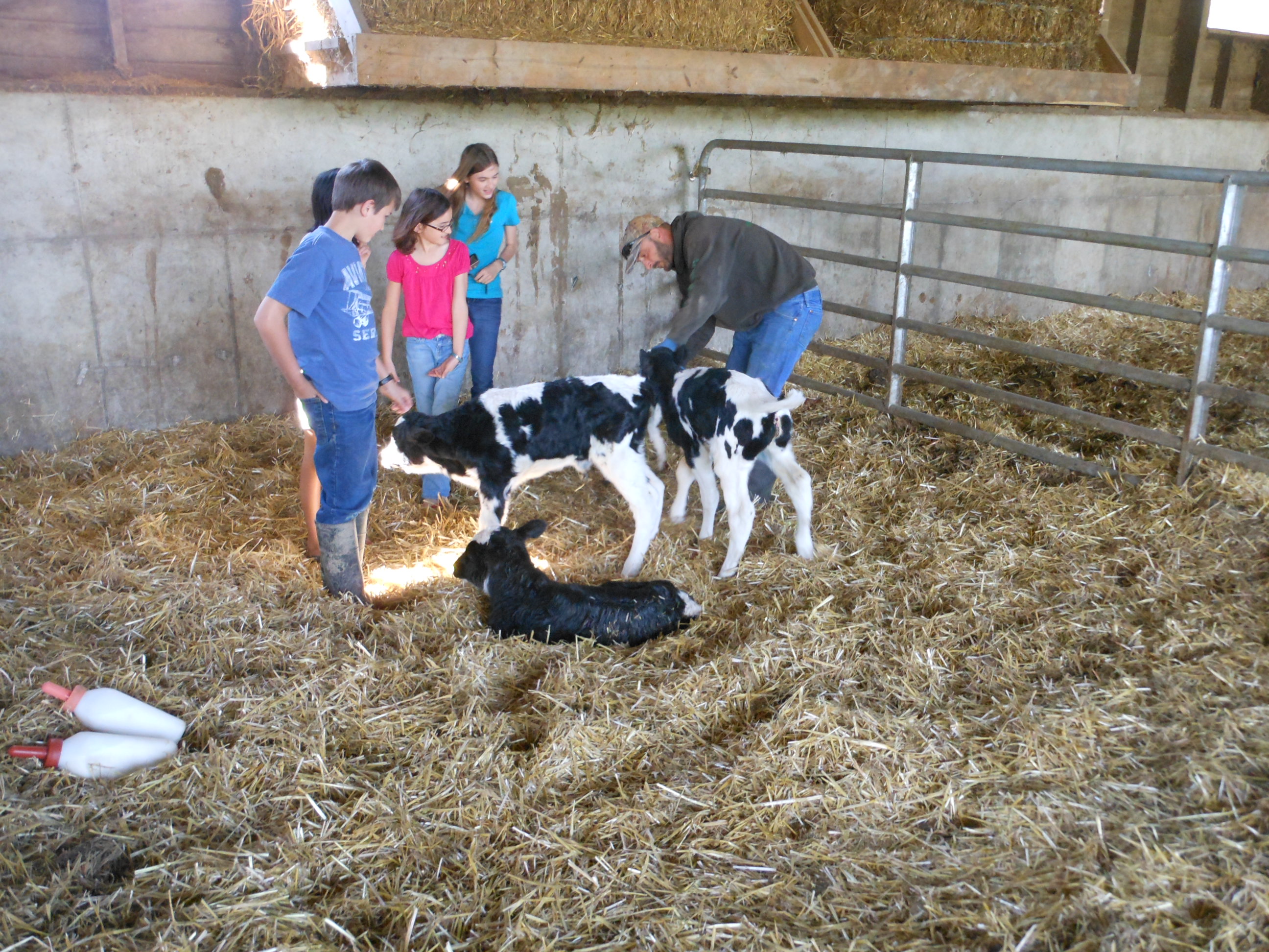 News From the Dairy Farm Today — Triplets! – Happily Occupied Homebodies