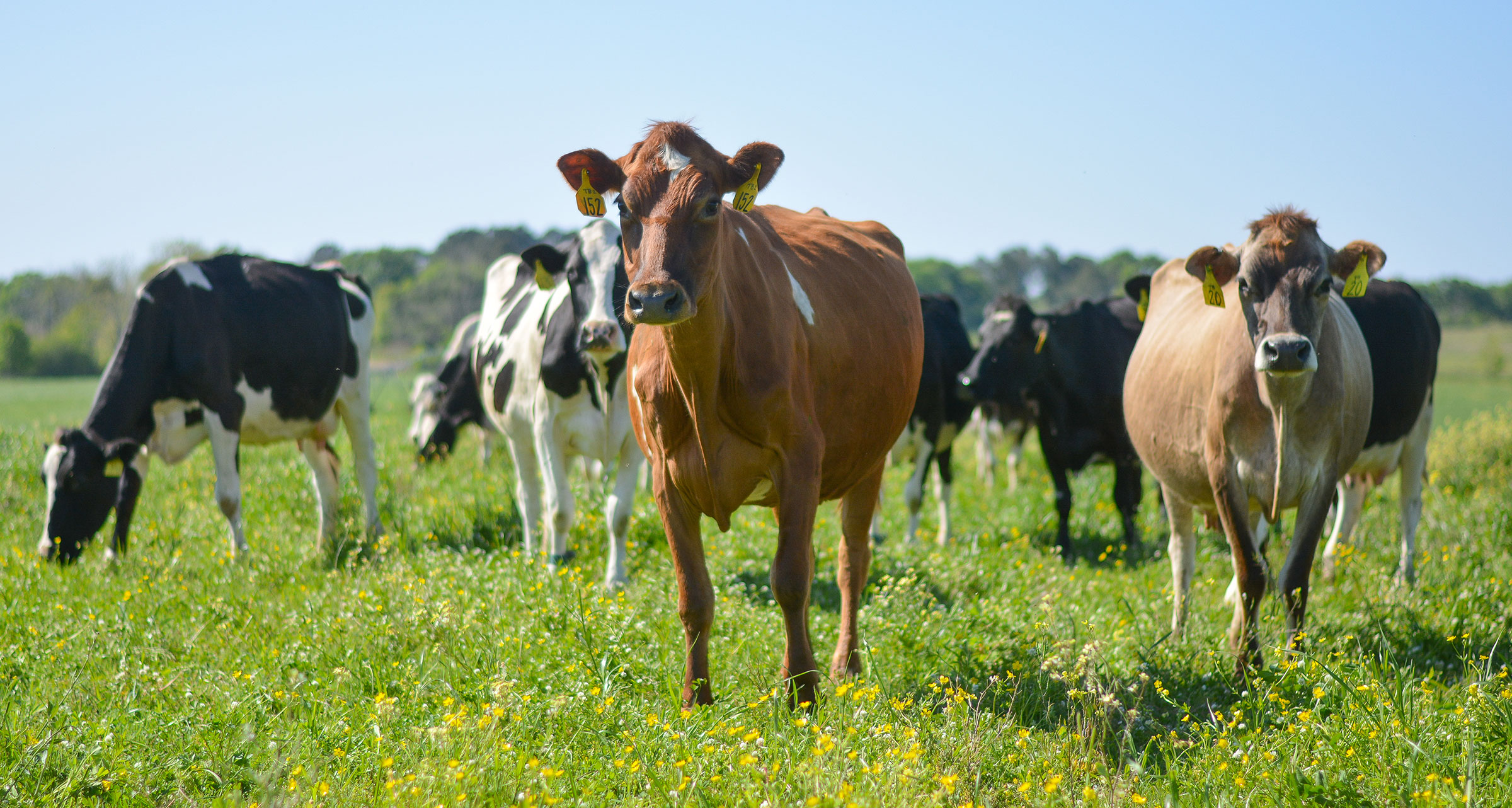 Visit These 5 Dairy Farms Near Atlanta