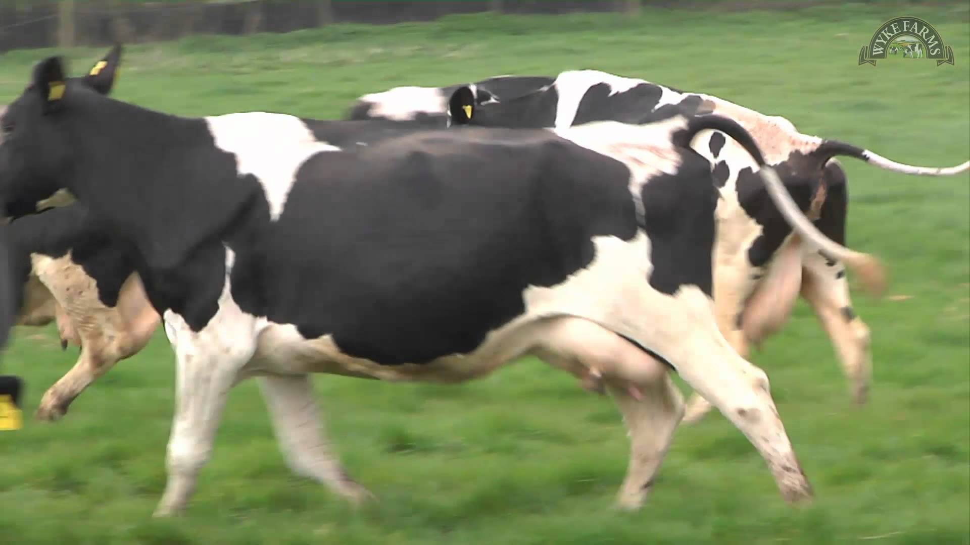 Happy cows at Wyke Farms doing the Spring dance - YouTube