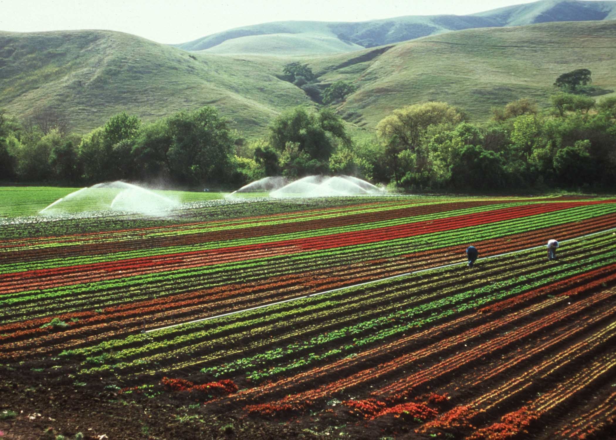 More than half of pesticides used by California farmers are active ...