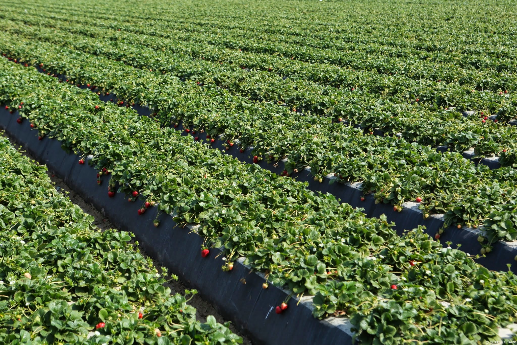 Celebrating 365 Days of California Strawberries - Tech Life Magazine