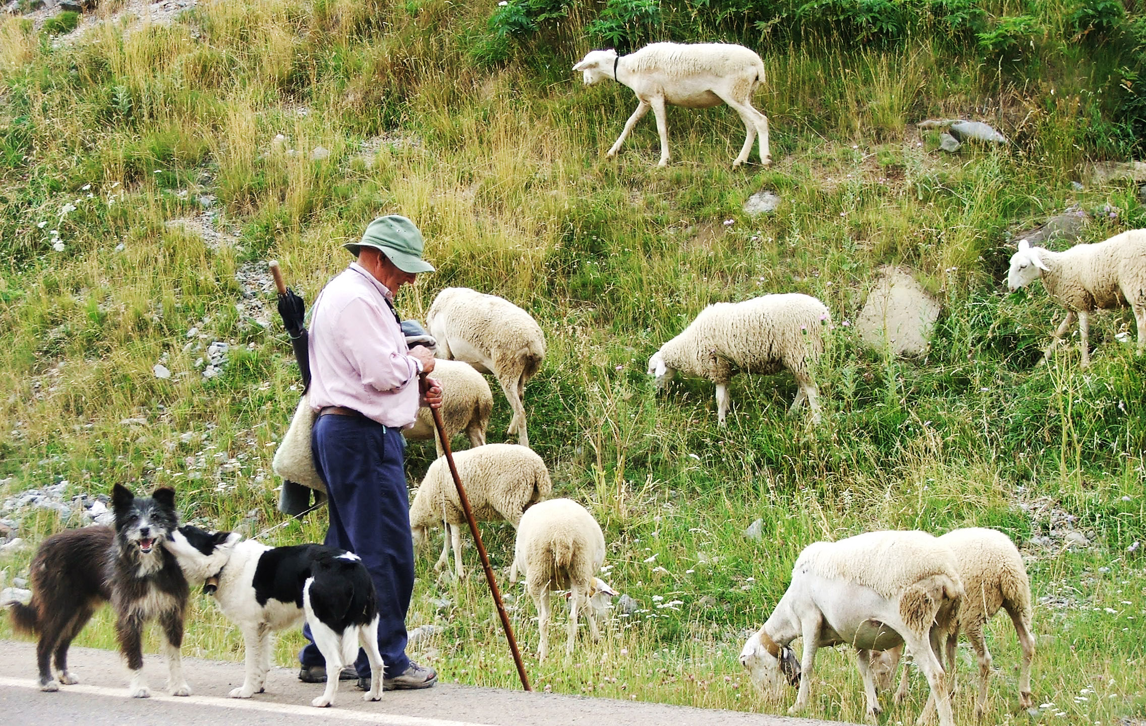 Farmer with sheep and dogs photo