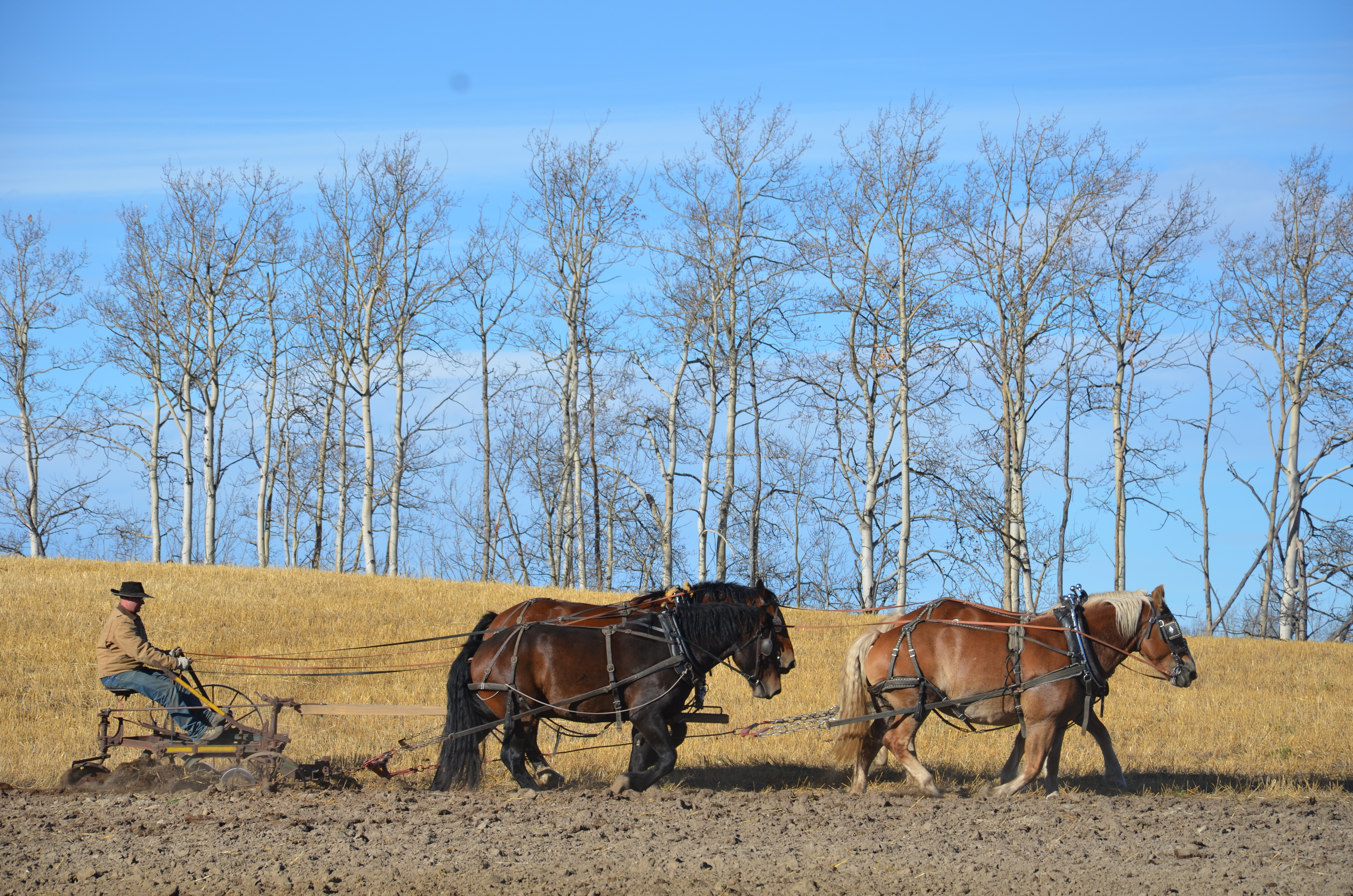 Farming with horses – like our grandfathers did | globalfarmerdotcom