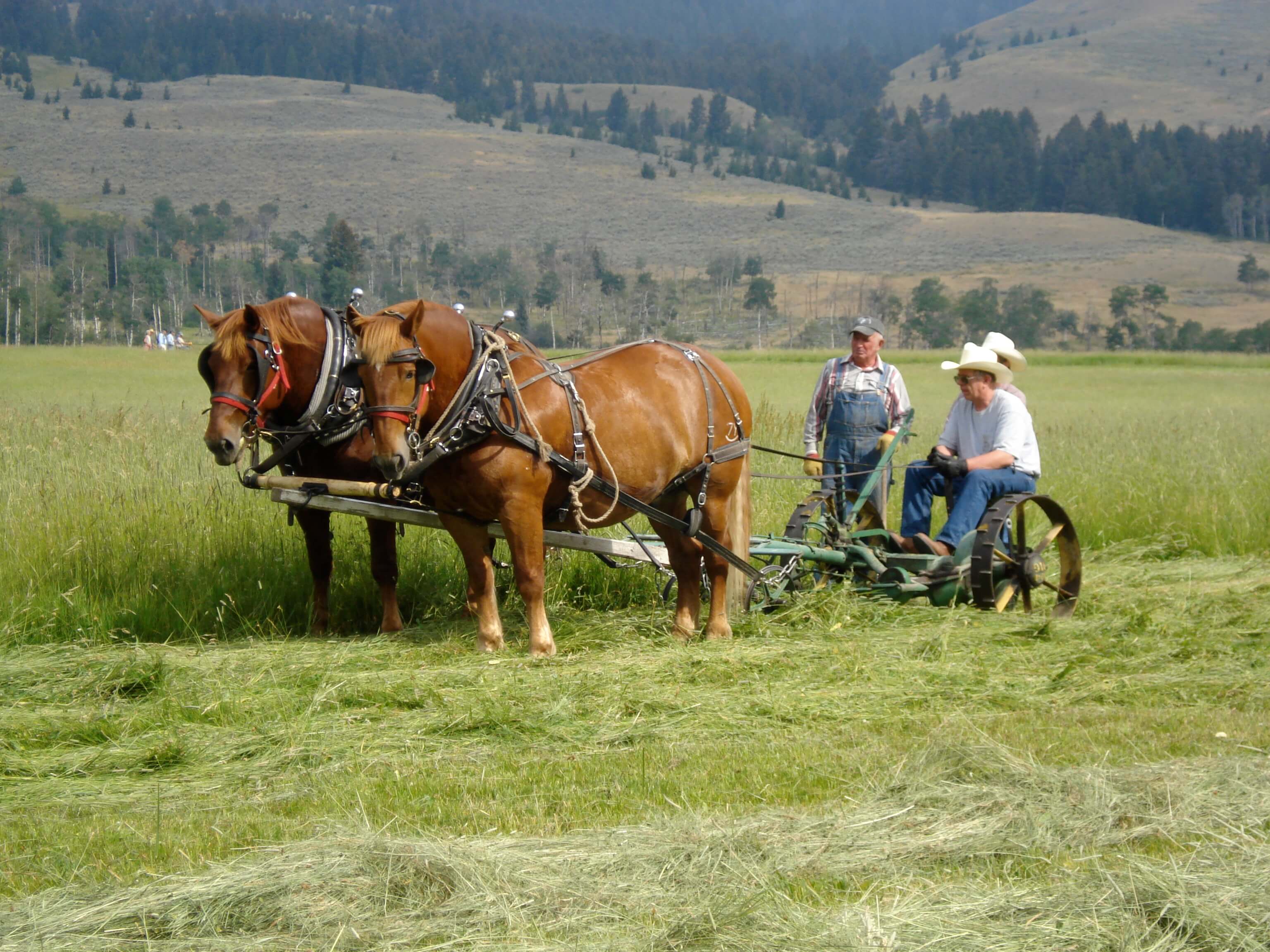 Farming with horses photo