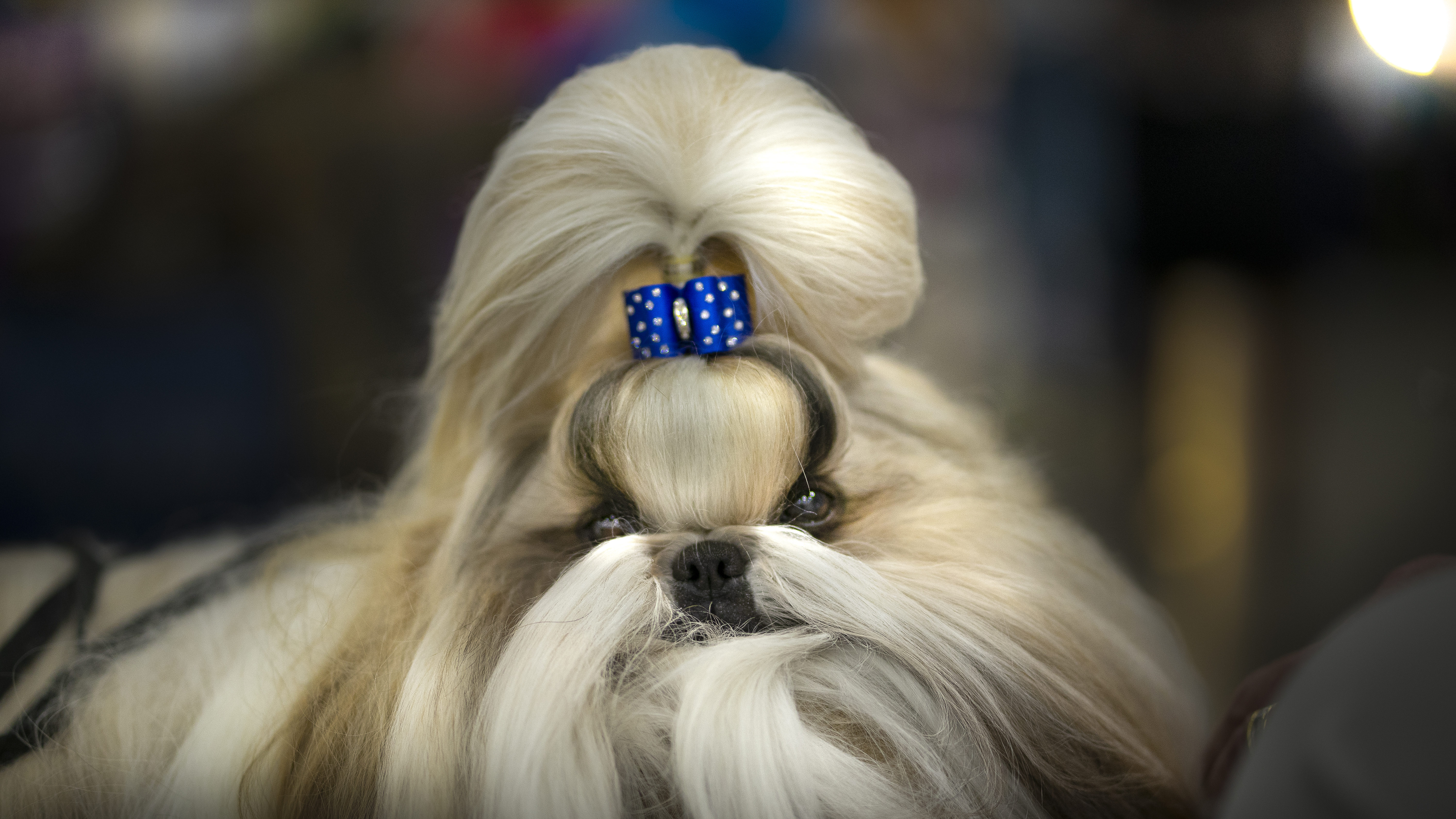 Quilt City Classic Dog Show Paducah [PET FASHION] – Photo News 247
