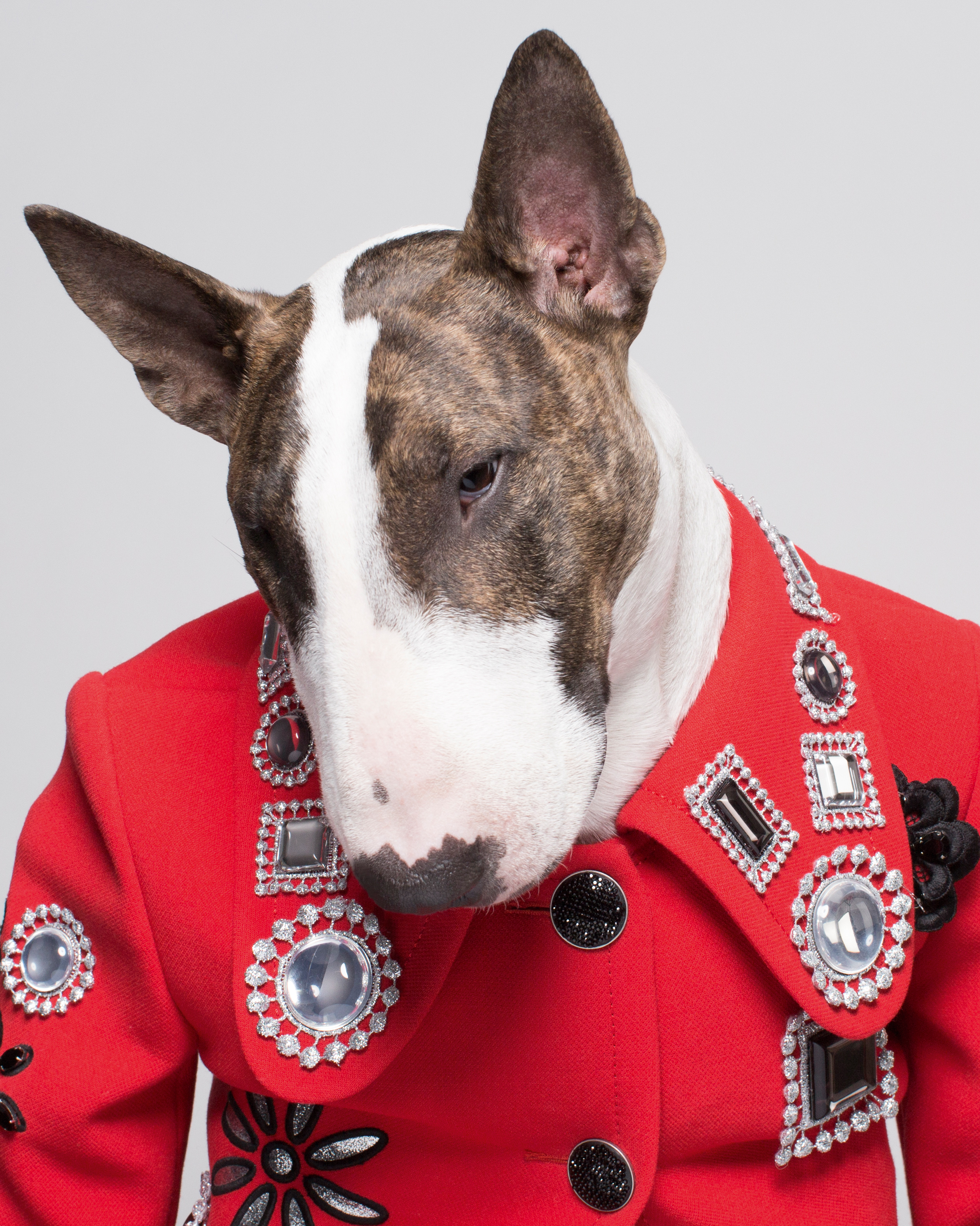 Meet Neville Jacobs, the world's most fashionable dog - CNN Style