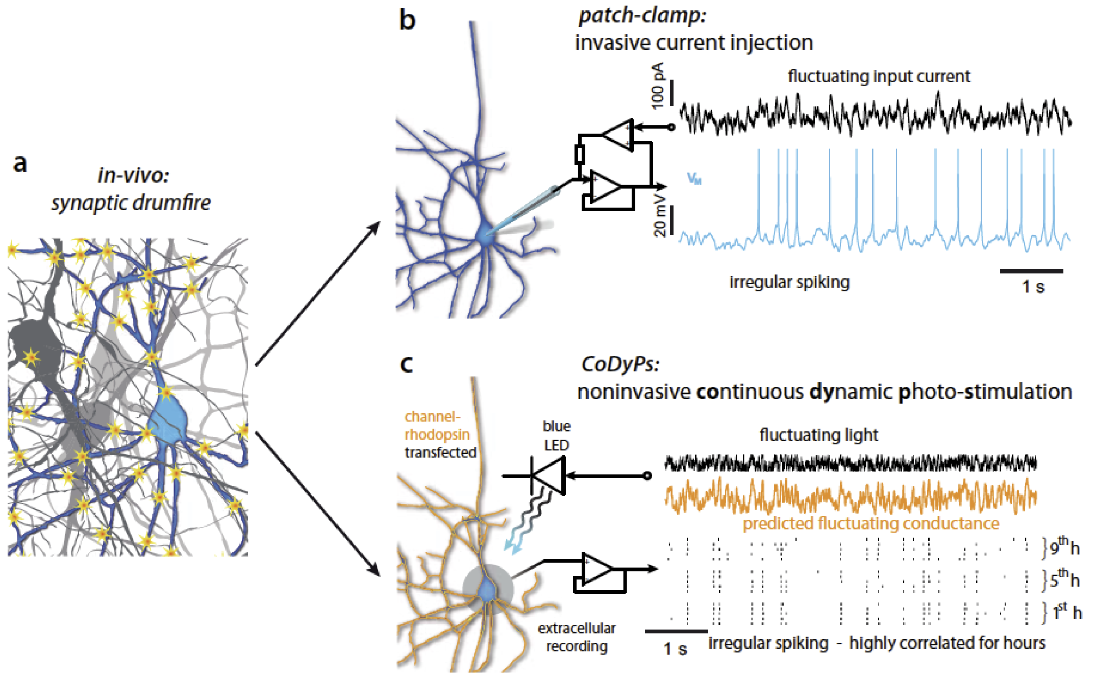 Dynamics of neuronal action potential encoding — Department of ...