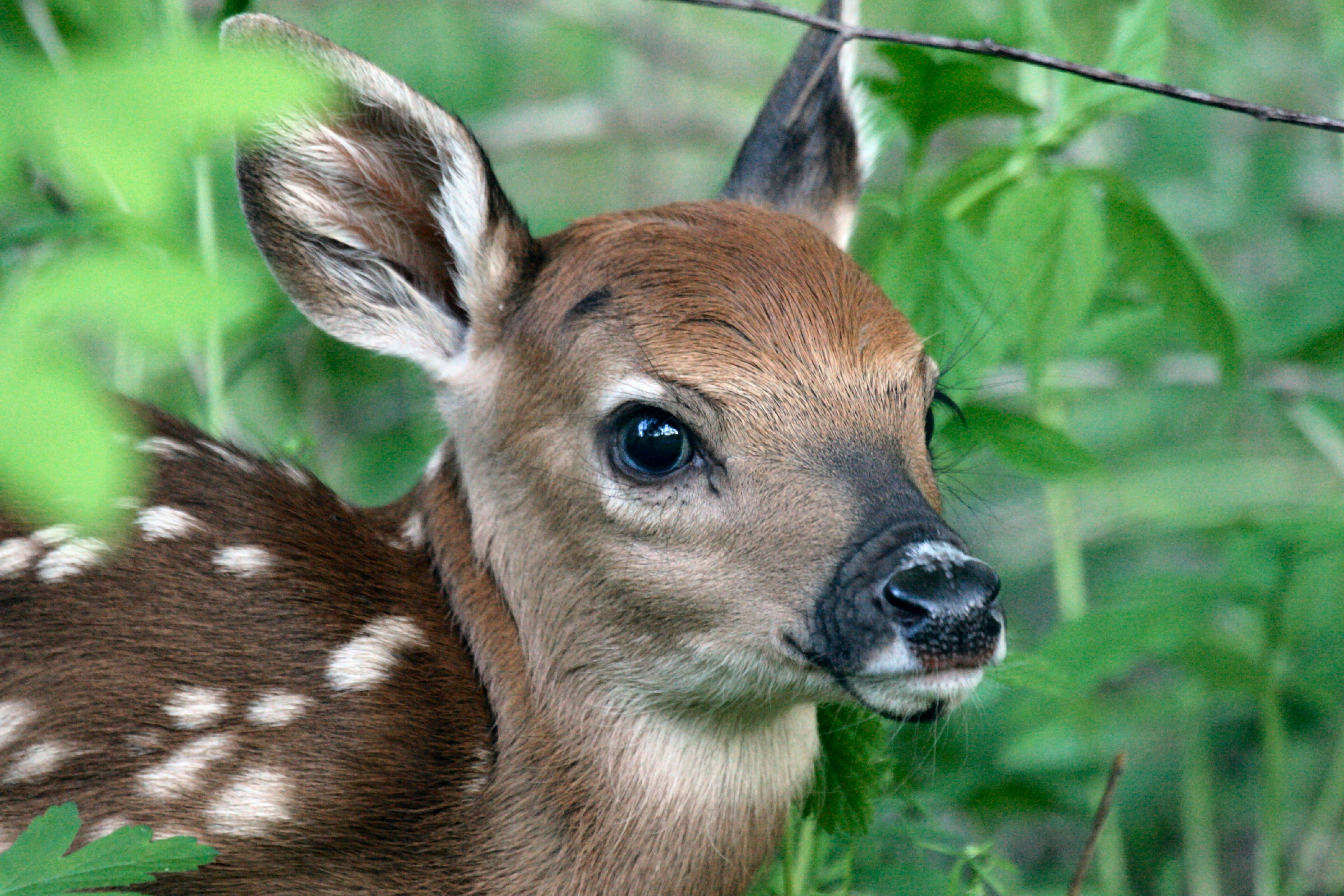 Fast Facts about Fawns | From the Field