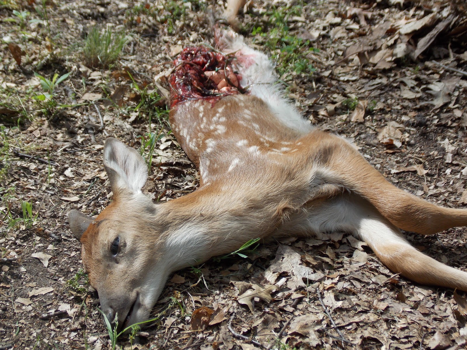 Baby Fawn kill | Words To Live By