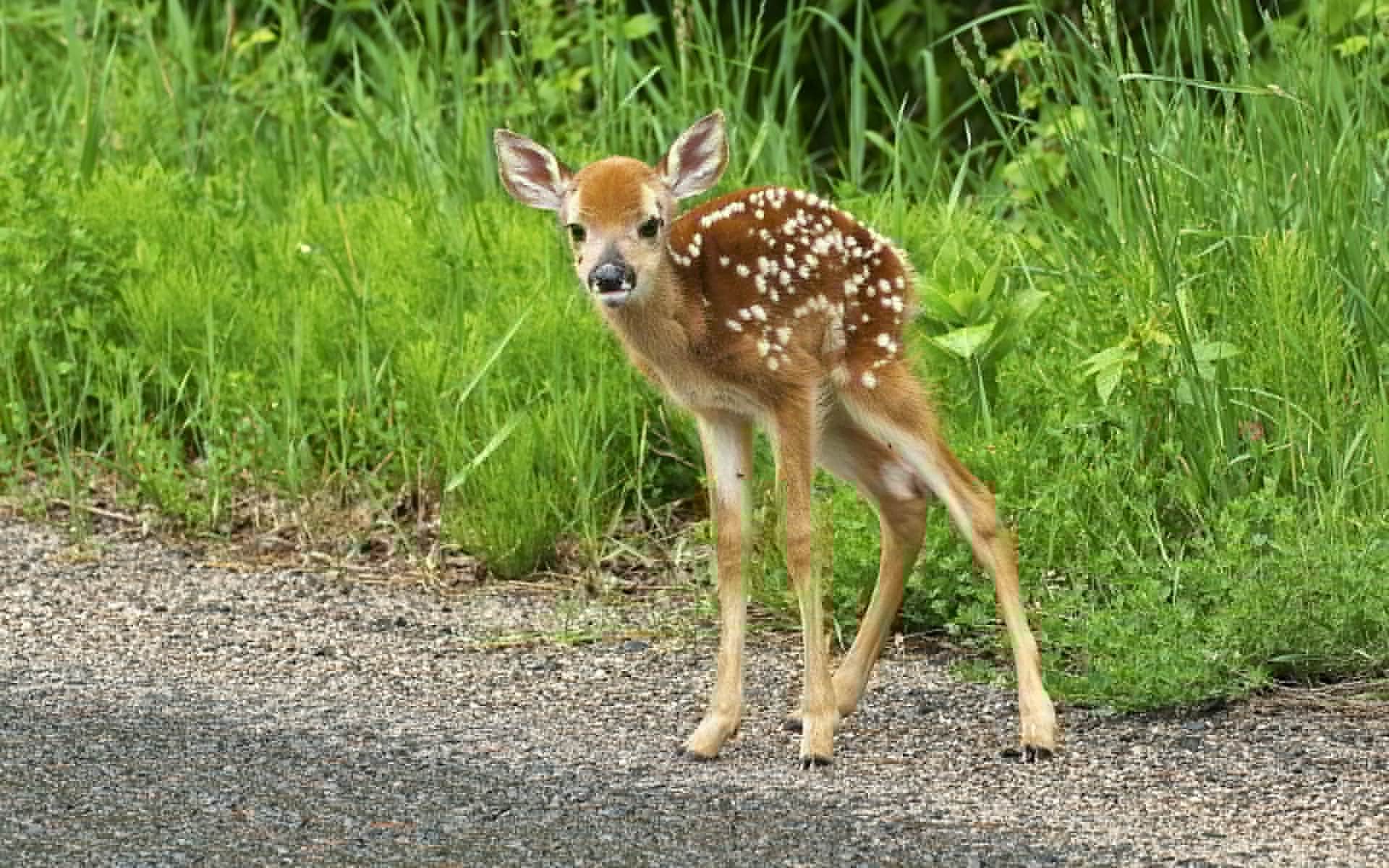 7/12/16- 3 Facts You Need to Know About Fawns •