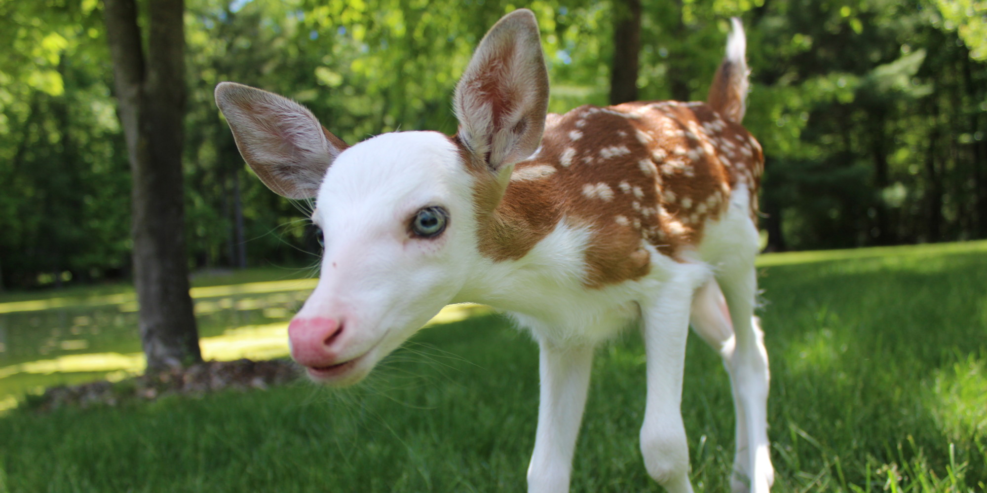 White-Faced Fawn Rejected By Mother At Birth Is Given Happy Home At ...