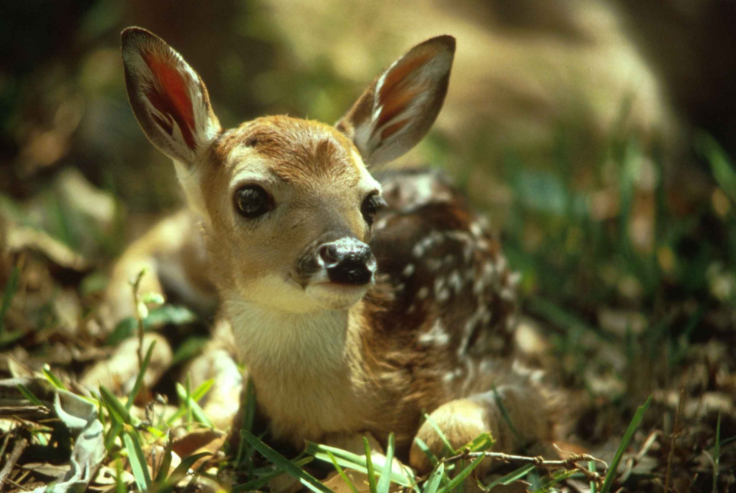 Fawn in the jungle photo