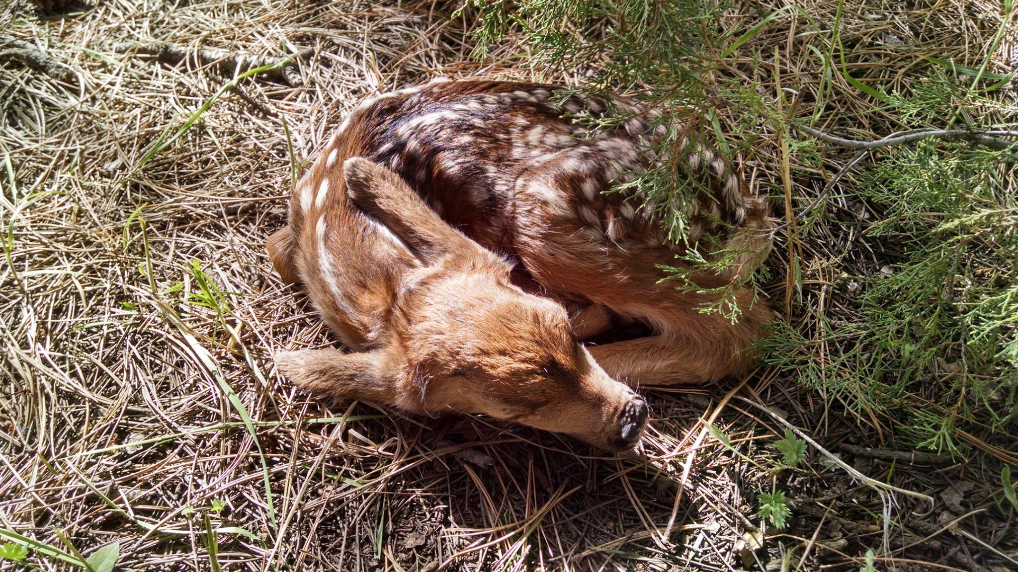 Deer fawn dies after passers-by pick it up and drive it away from ...
