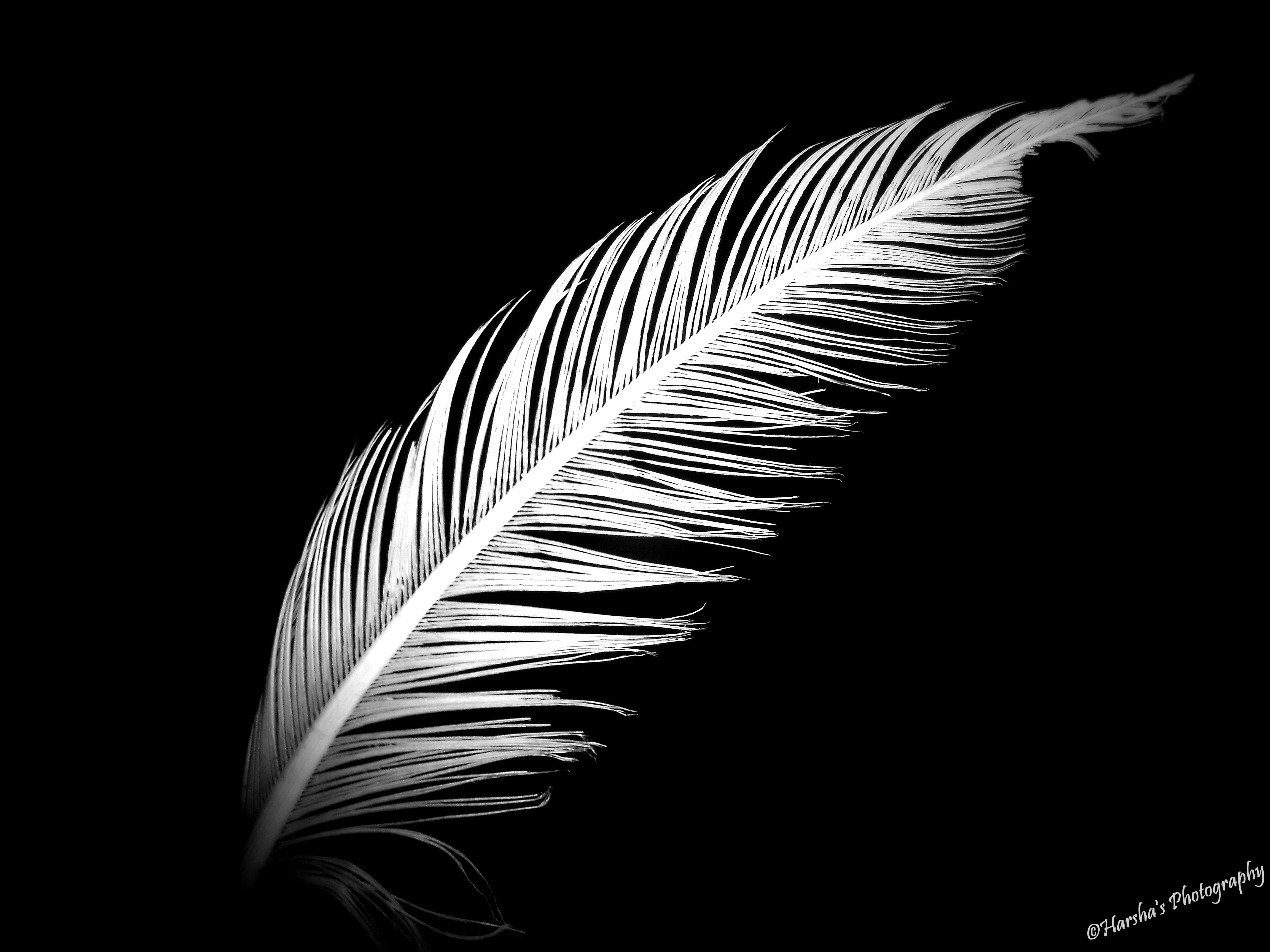 White feather photo