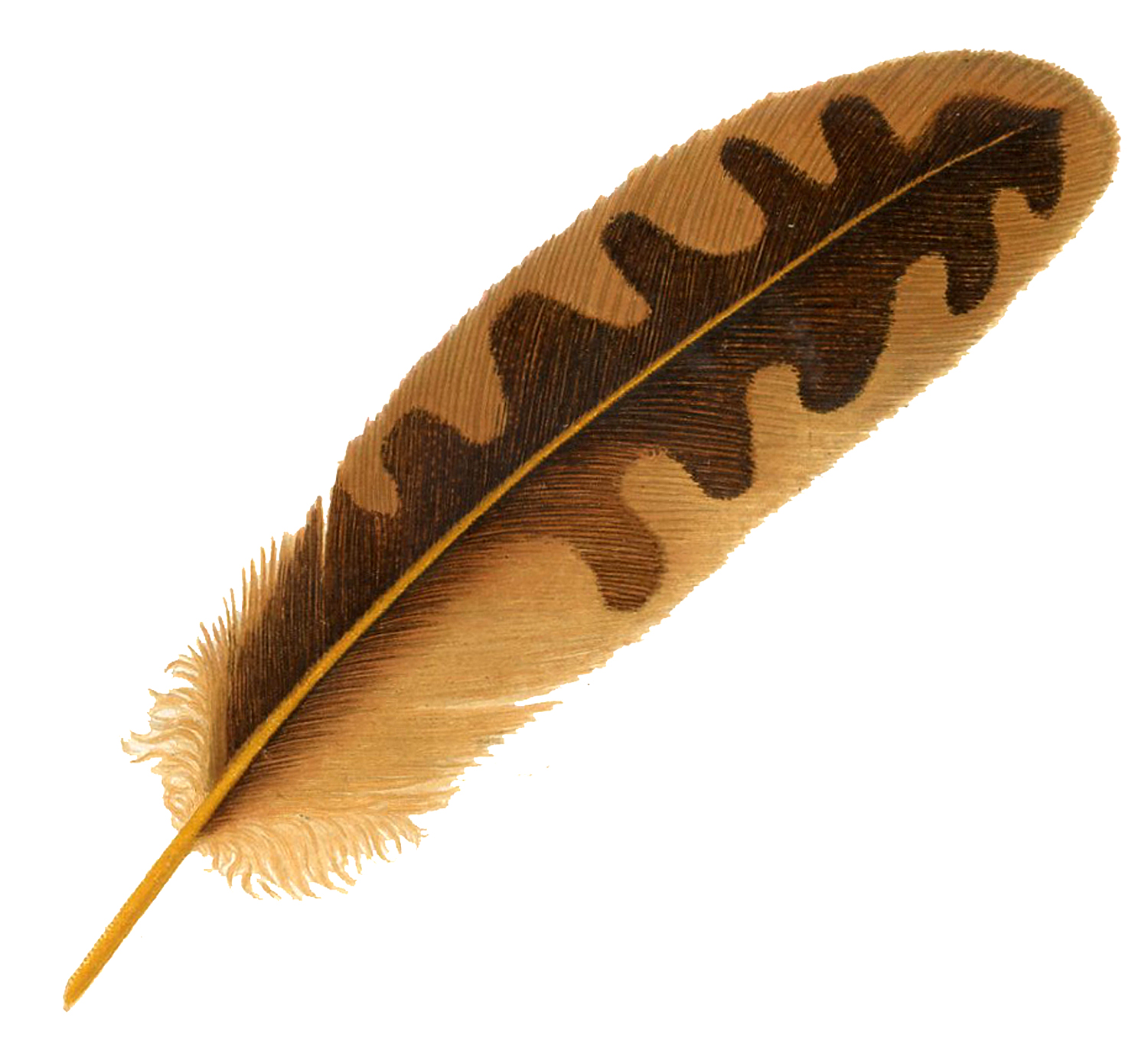 Vintage Feather Image - Brown - The Graphics Fairy