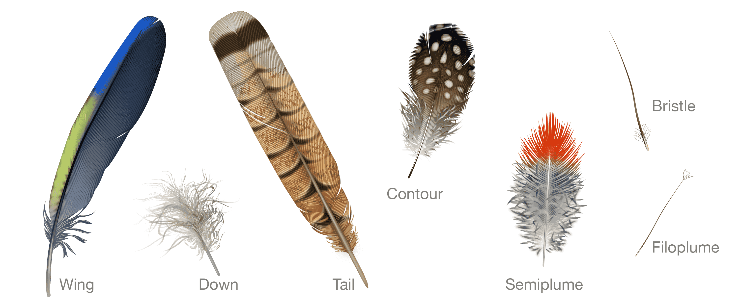 Everything You Need To Know About Feathers | Bird Academy • The ...
