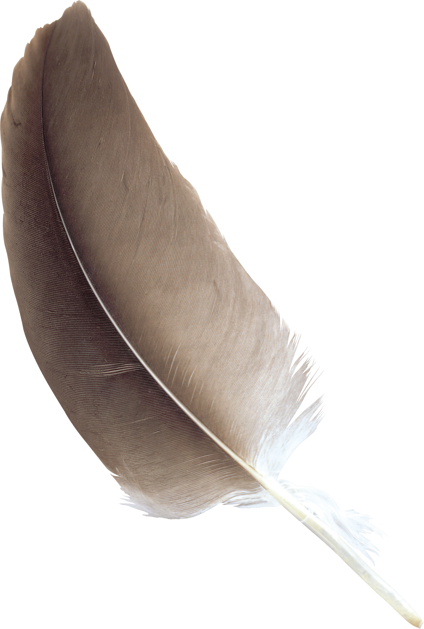 Feather Brown transparent PNG - StickPNG