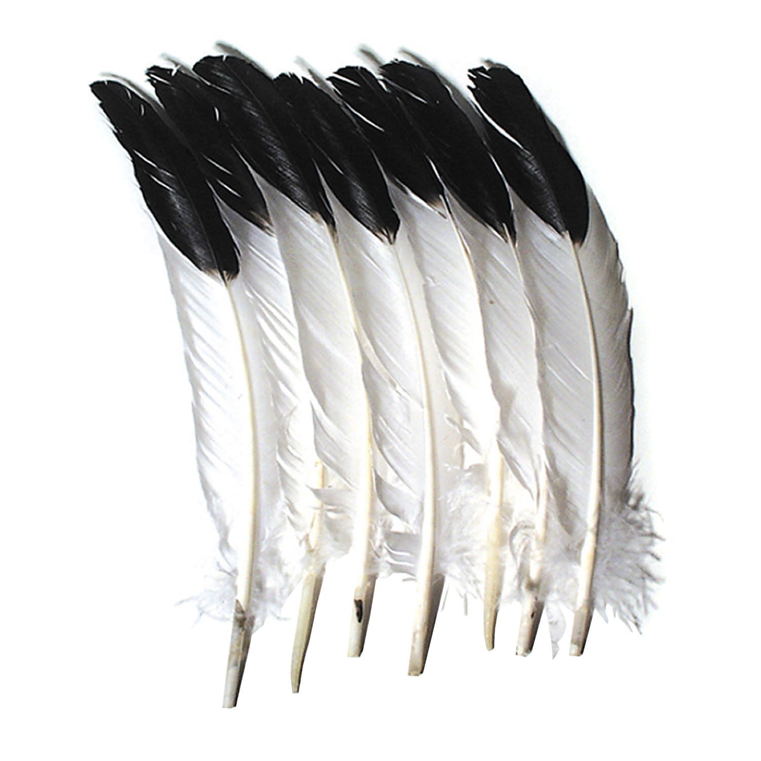 Amazon.com: School Smart 085837 2-Tone Imitation Eagle Feather, 10 ...