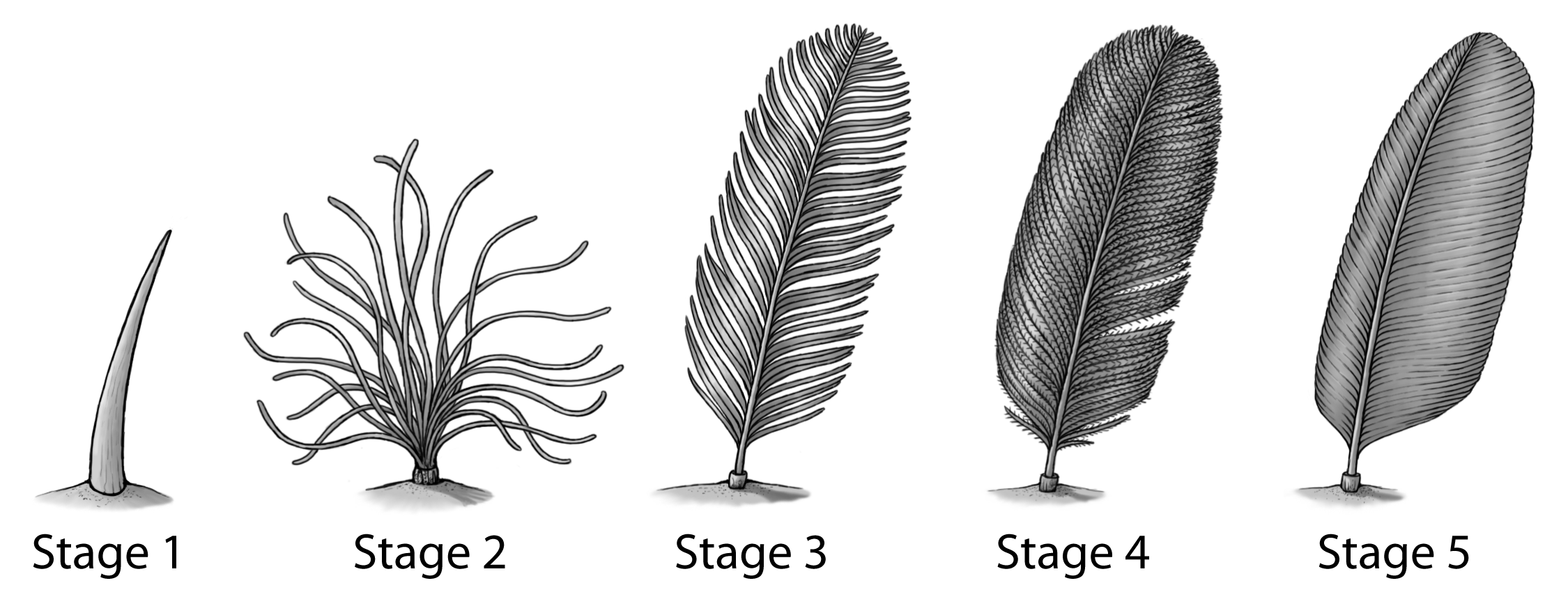 Feather Evolution – Emily Willoughby Art