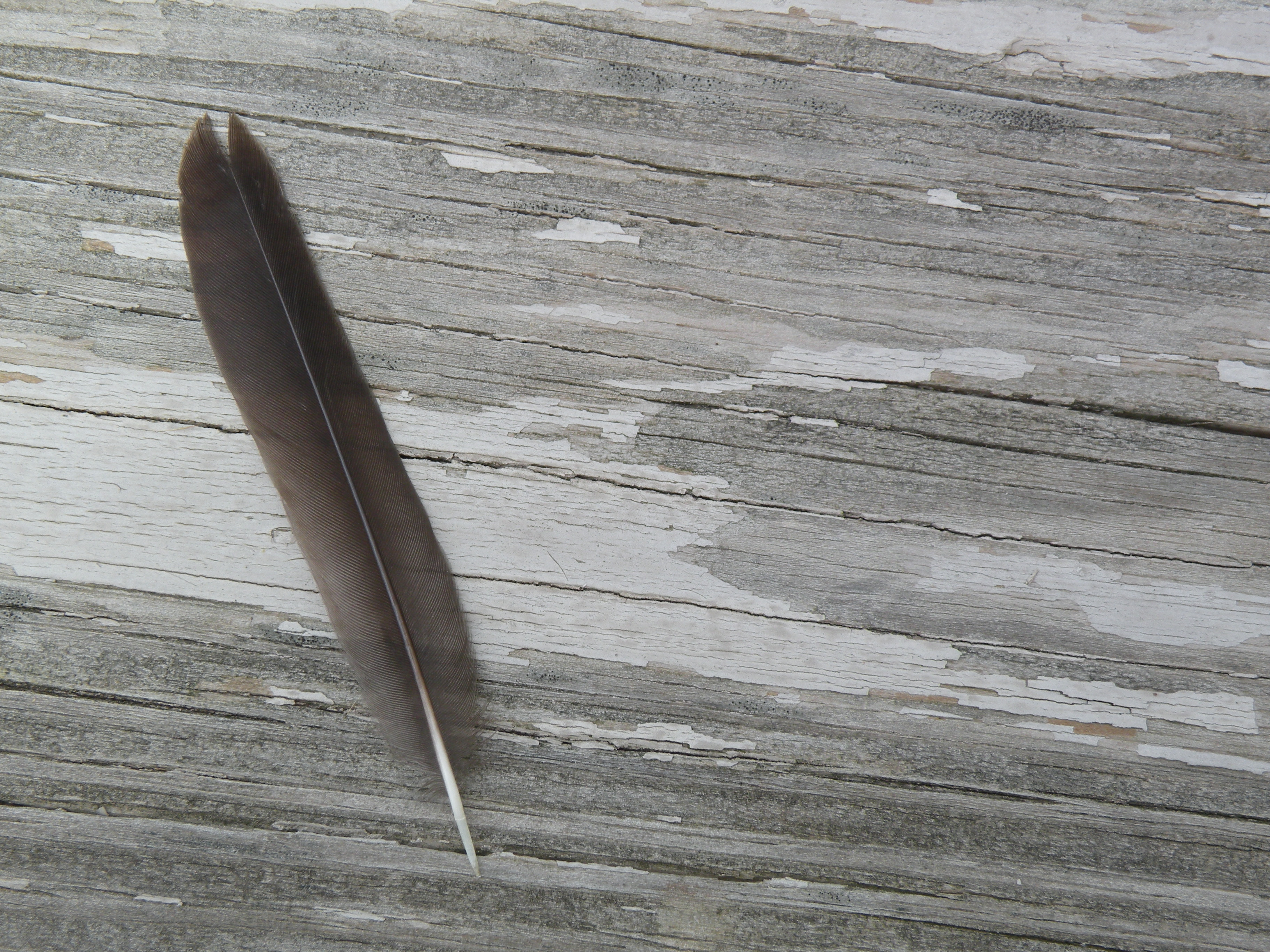 Feather and wood photo