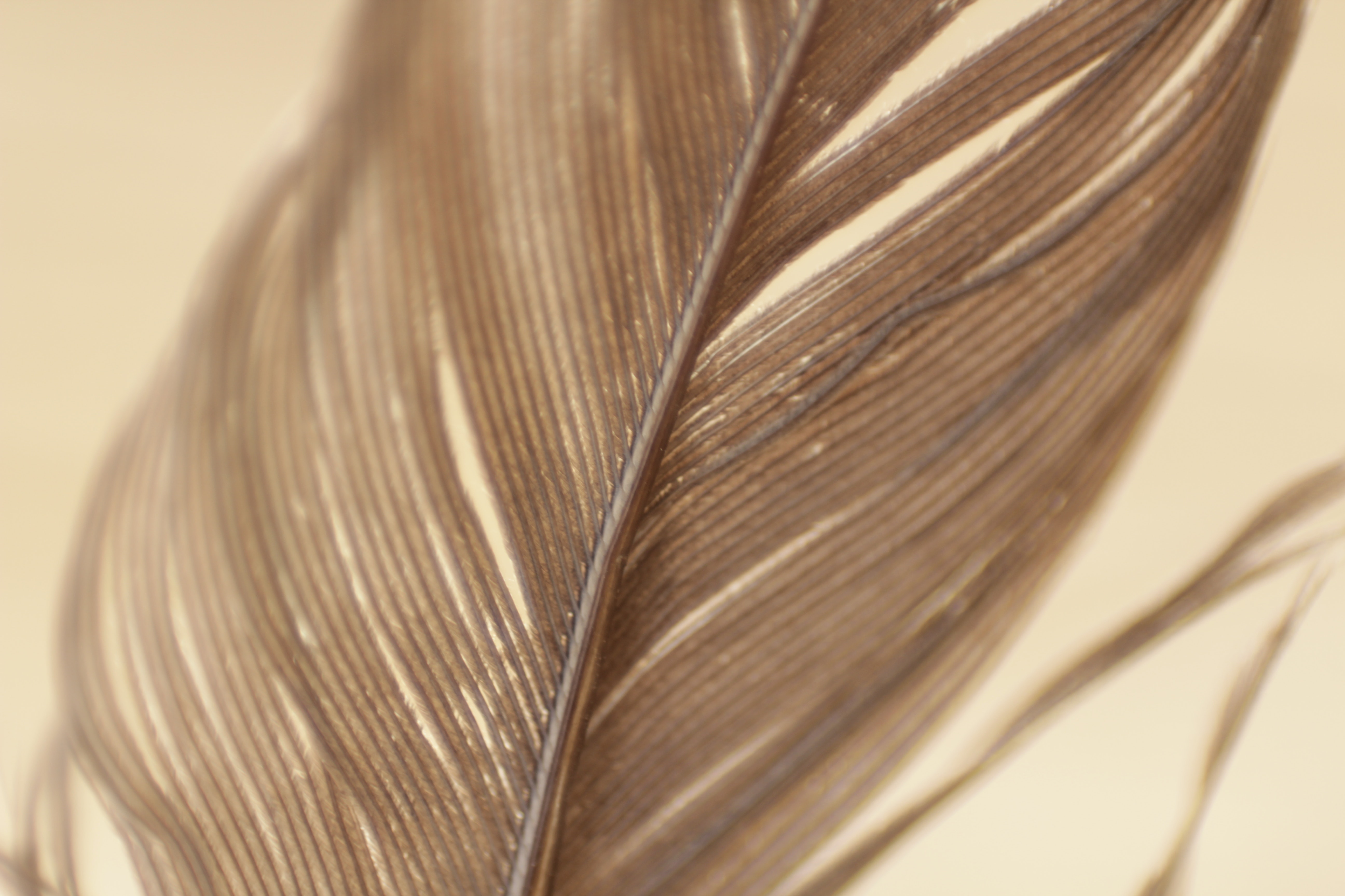 Close Up View Gray Feather · Free Stock Photo
