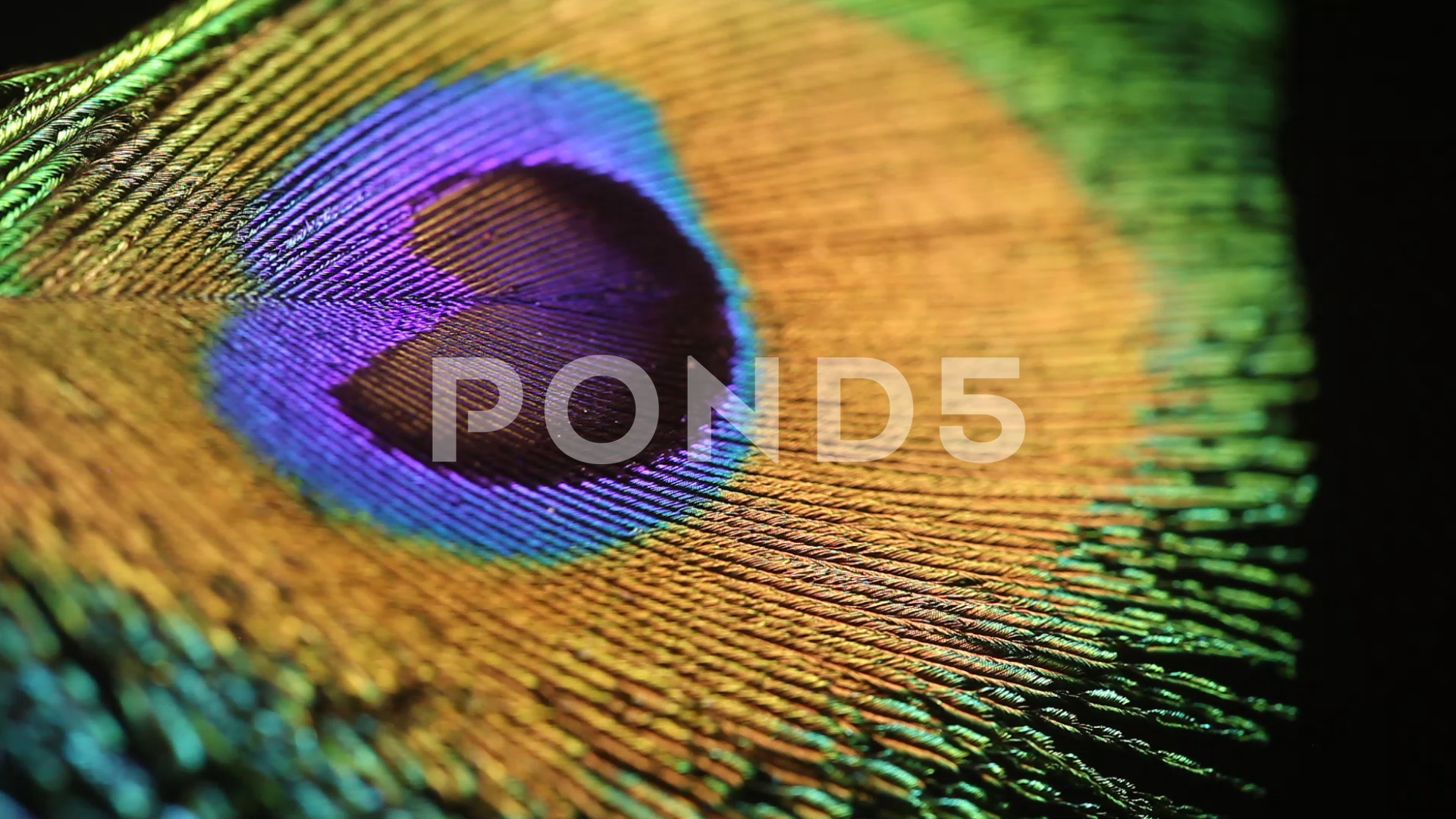 Peacock feather closeup ~ Stock Video #70781220 | Pond5