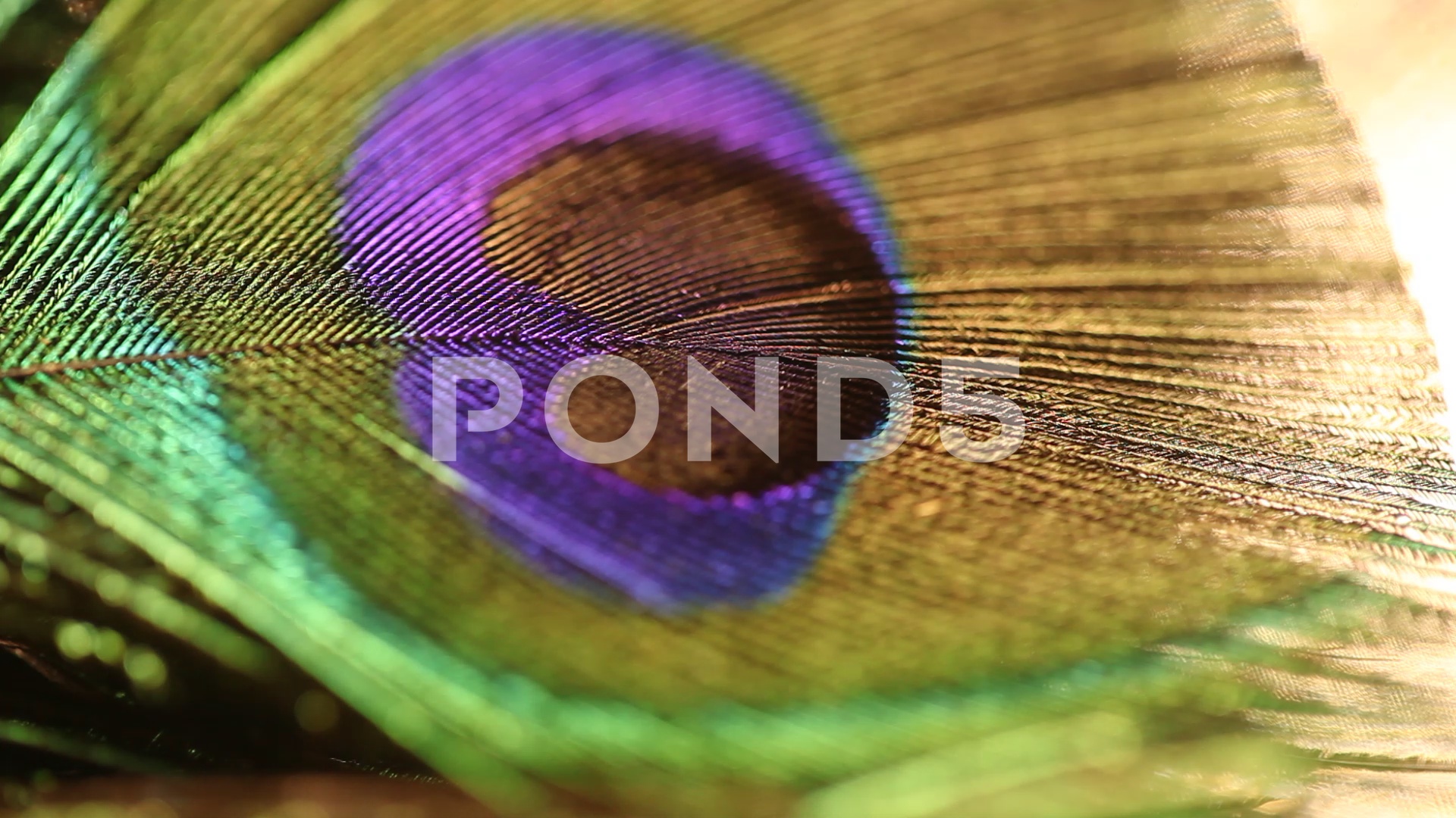 Stock Video: Peacock feather closeup ~ #70781549 | Pond5