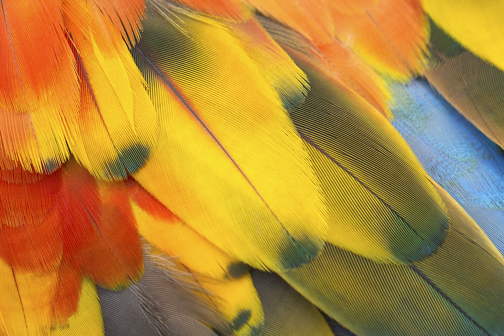 Closeup of Colorful Feathers | naturetime
