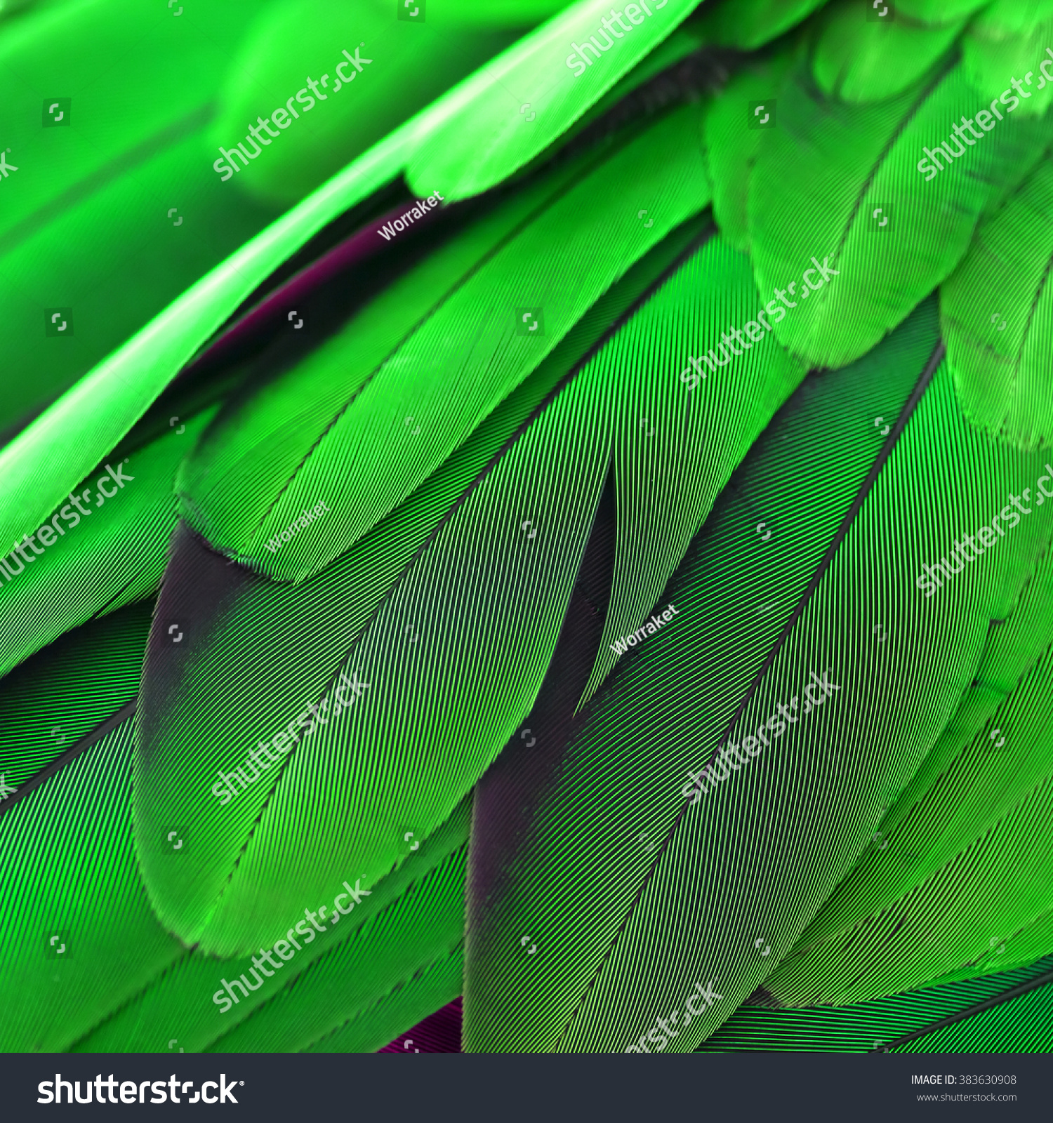 Pattern Feather Closeup Feather Stock Photo (Royalty Free) 383630908 ...