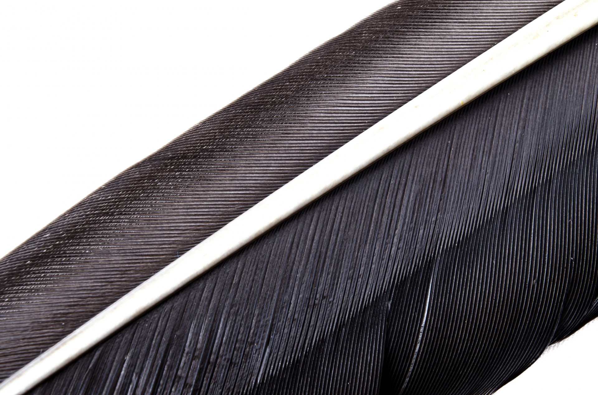Black Feather Close-up Free Stock Photo - Public Domain Pictures