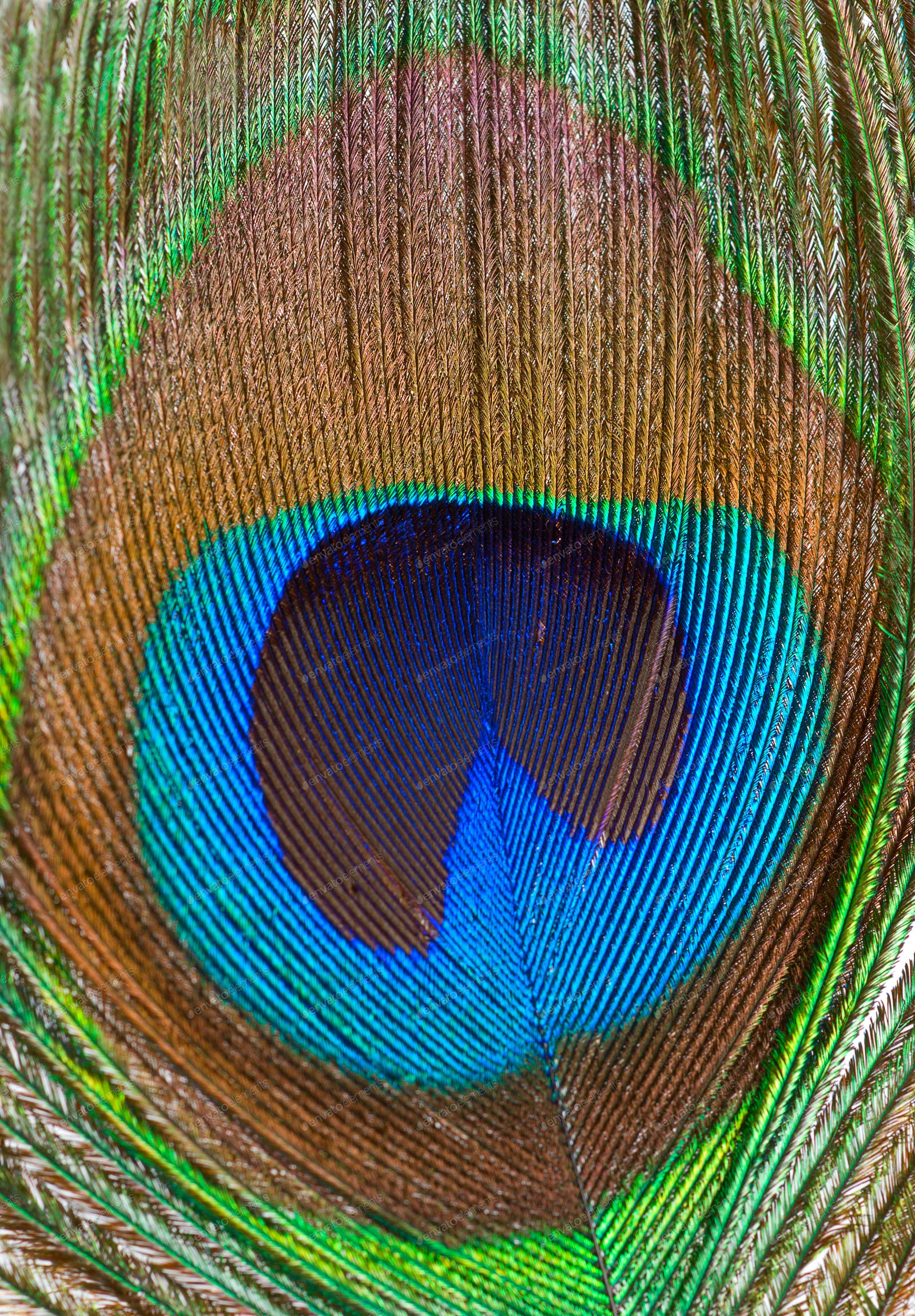 Peacock feather closeup photo by Givaga on Envato Elements